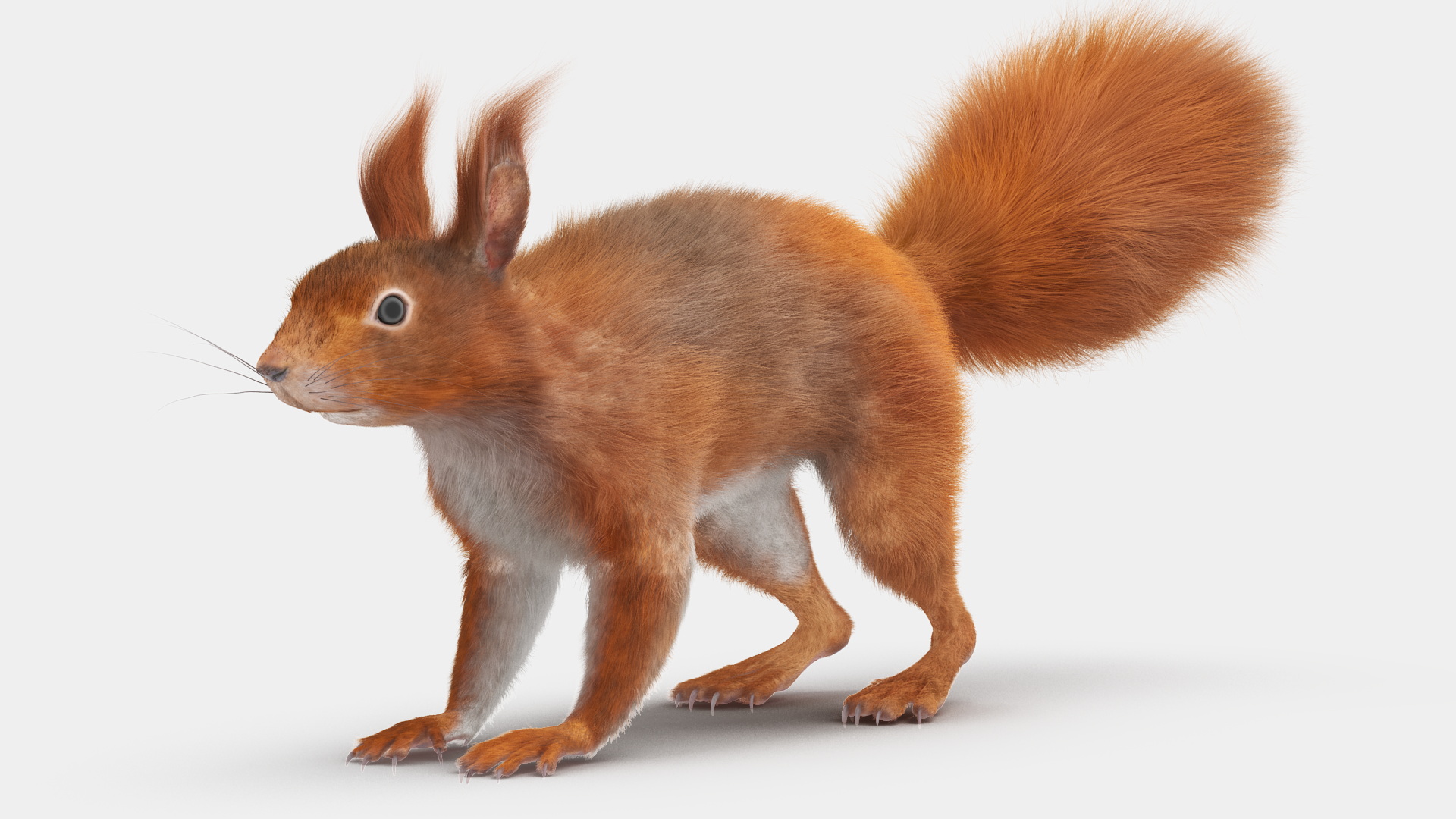 3D Red Squirrel Fur