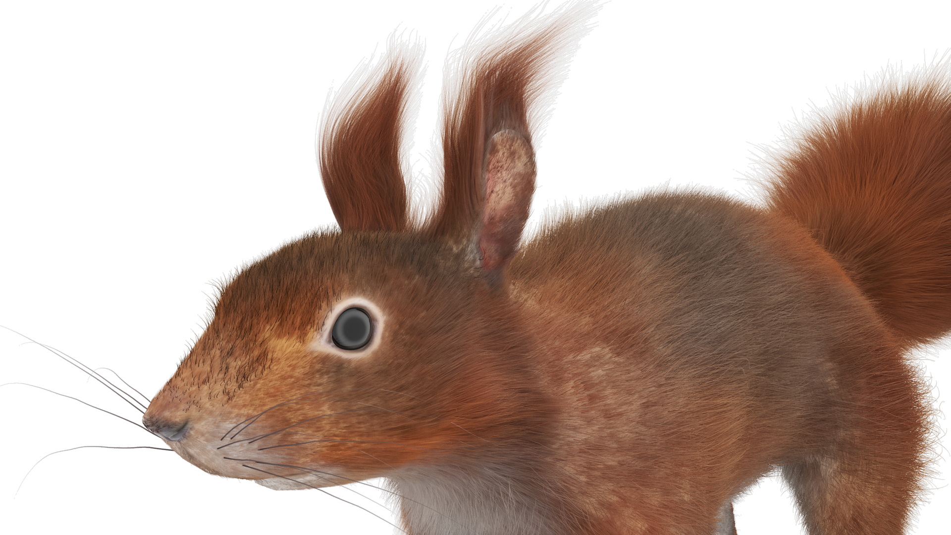 3D Red Squirrel Fur