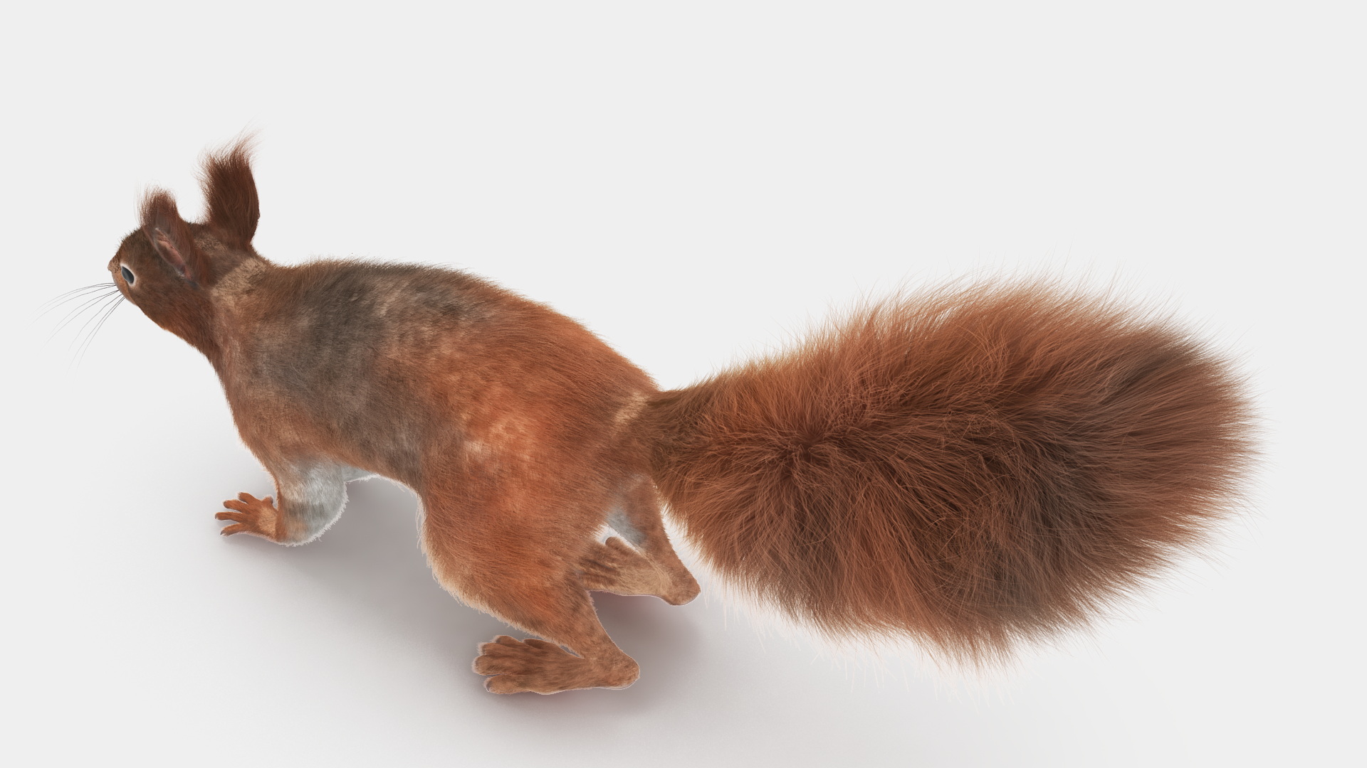 3D Red Squirrel Fur