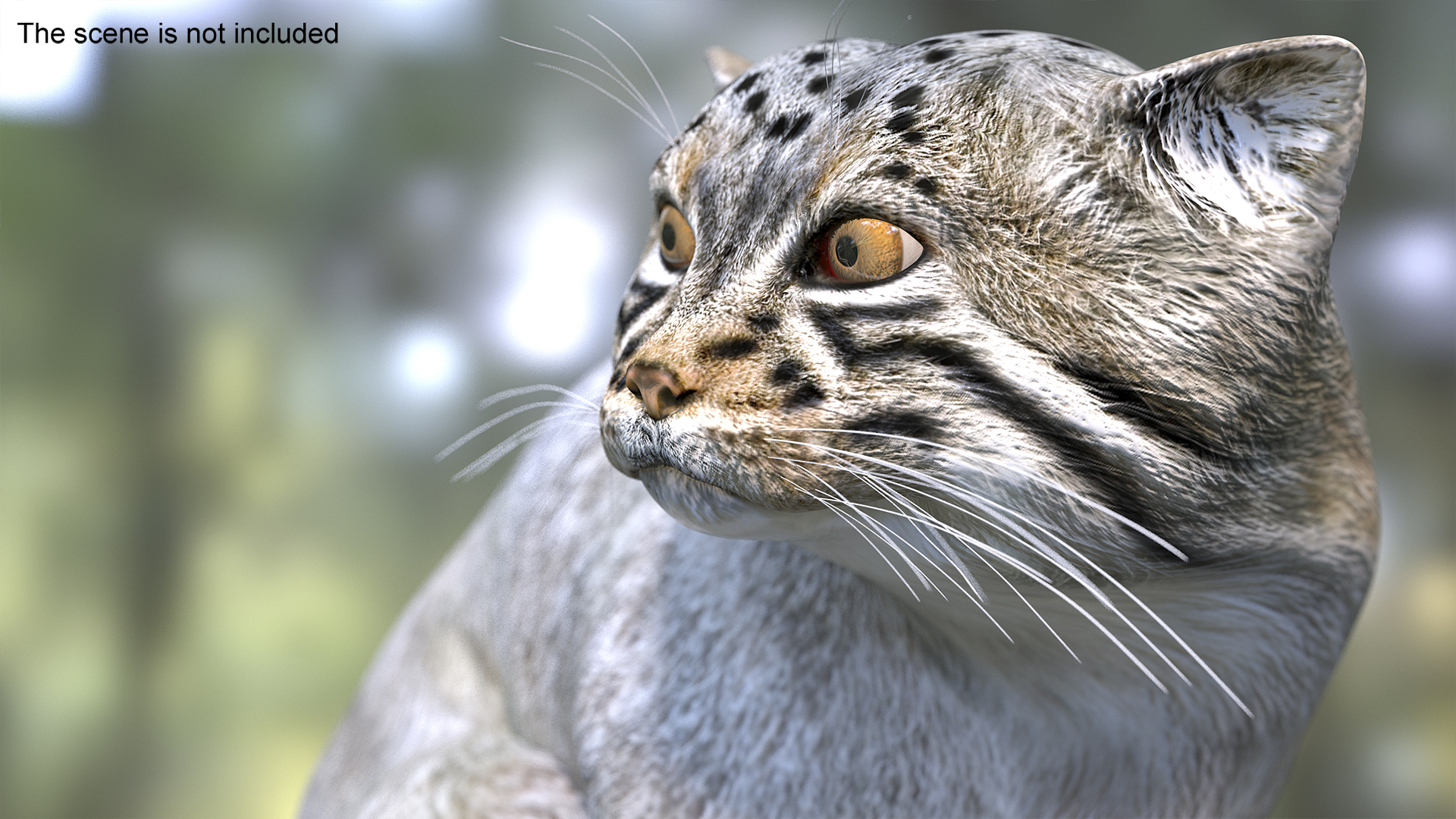 3D model Manul Cat in Sitting