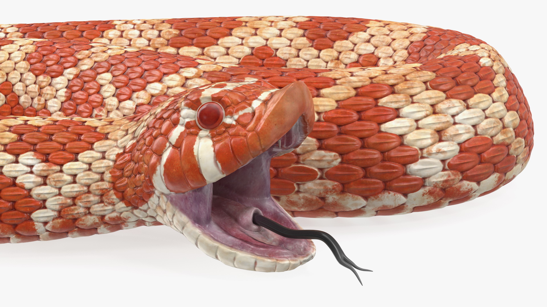 Red Hognose Snake Attack Pose 3D model