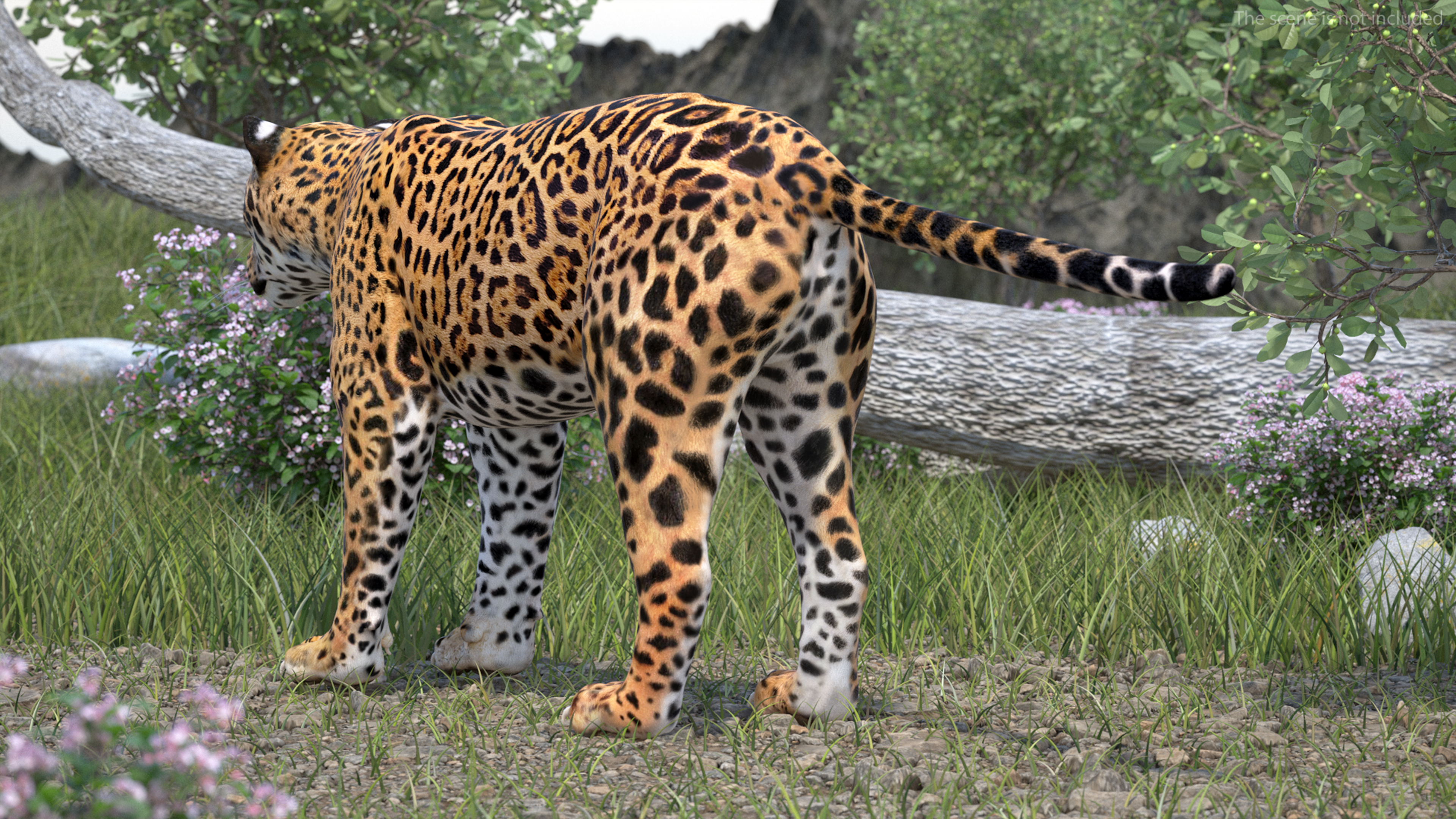 3D model Jaguar