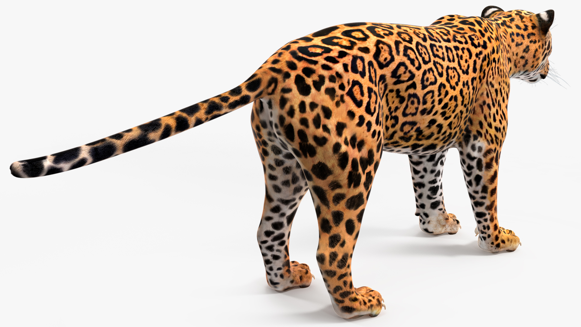 3D model Jaguar