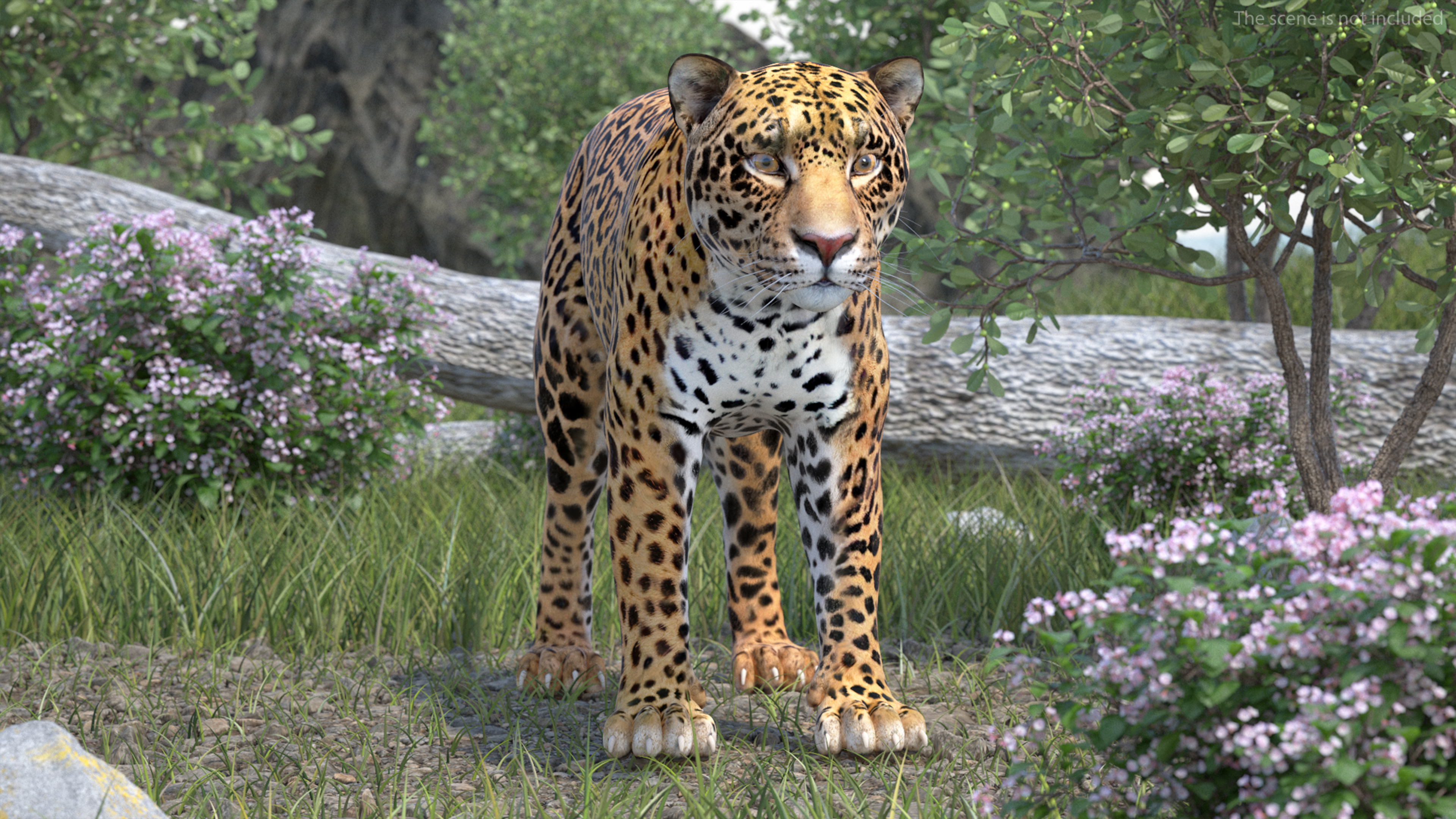 3D model Jaguar