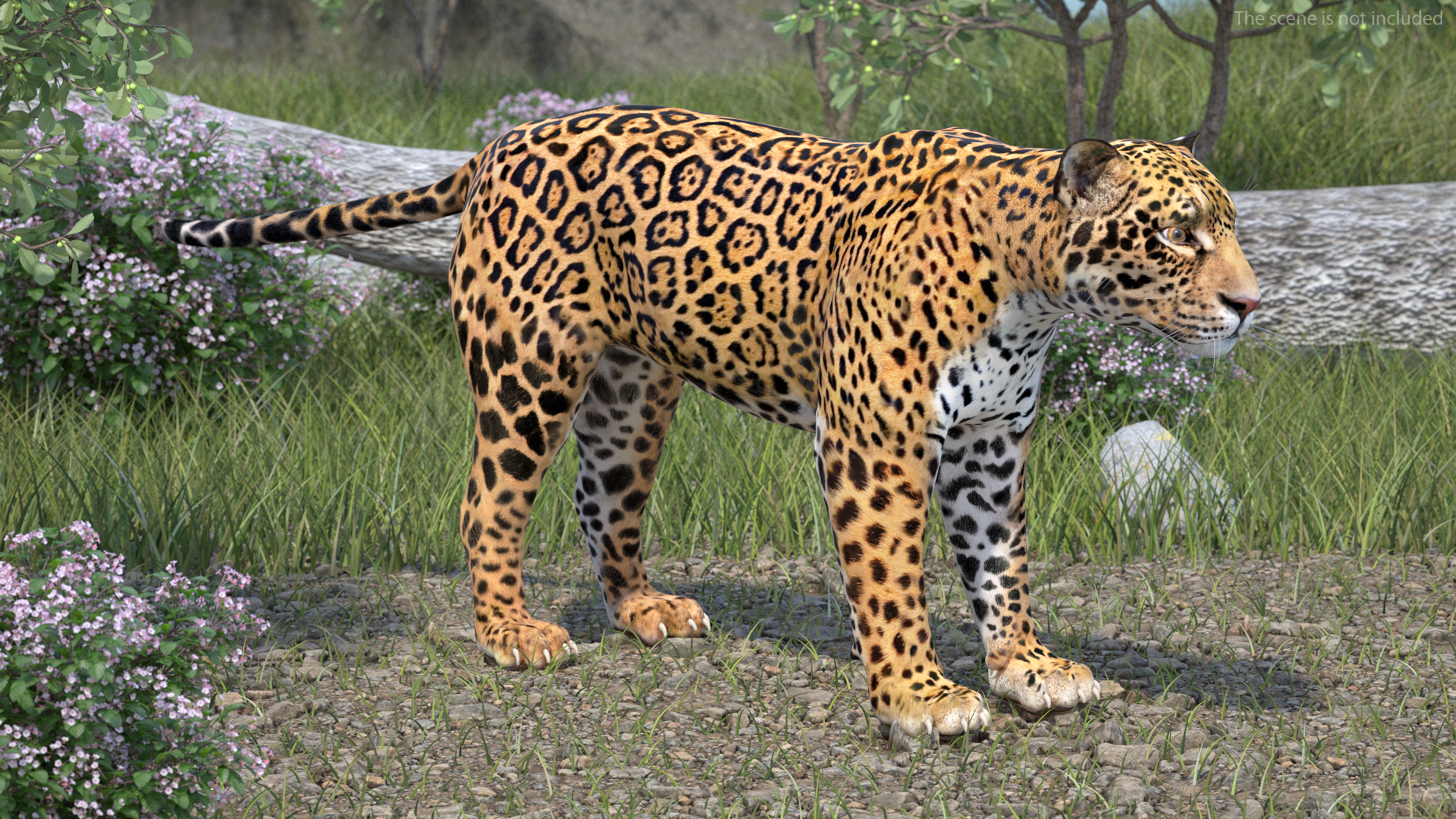 3D model Jaguar