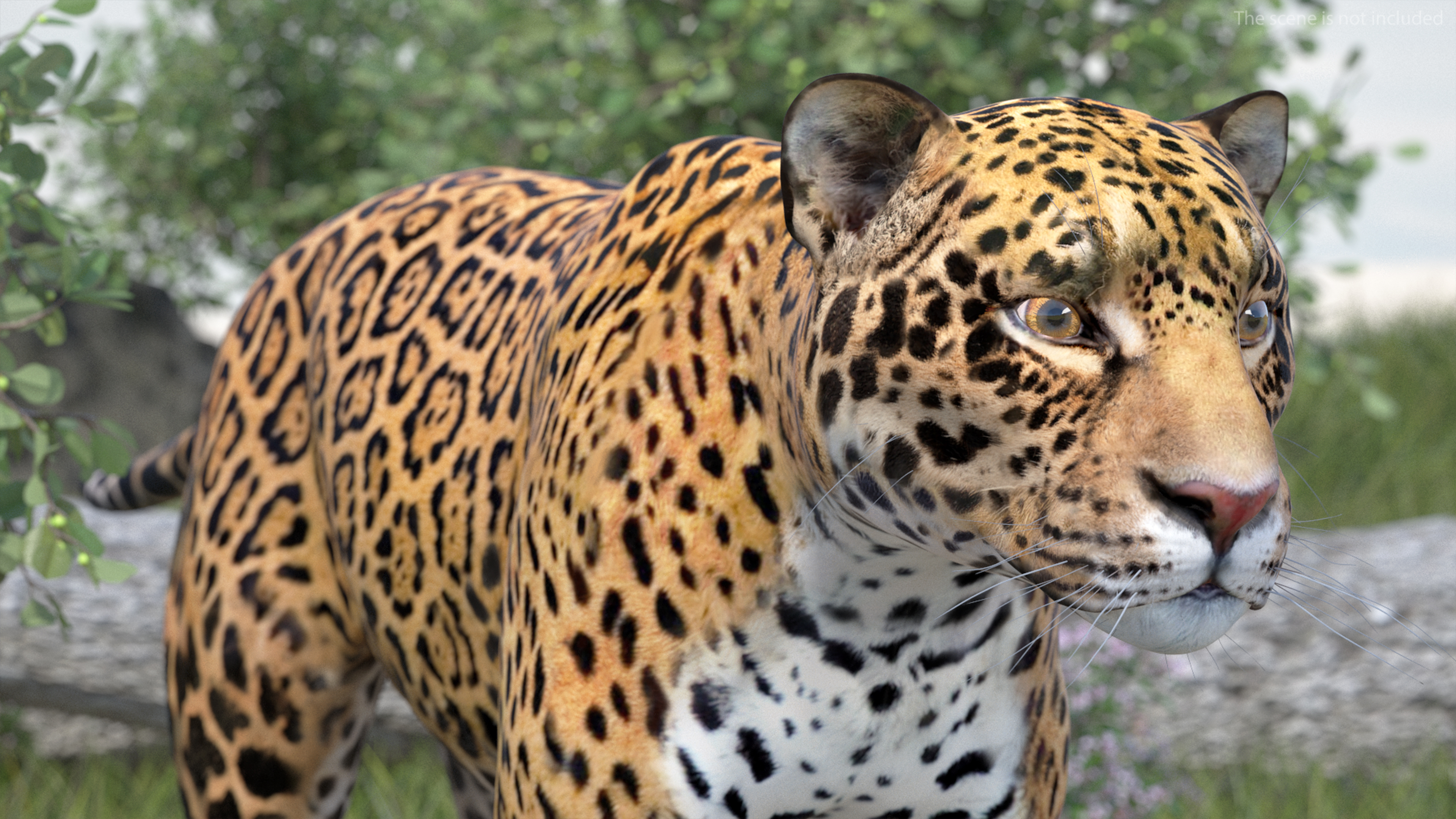 3D model Jaguar