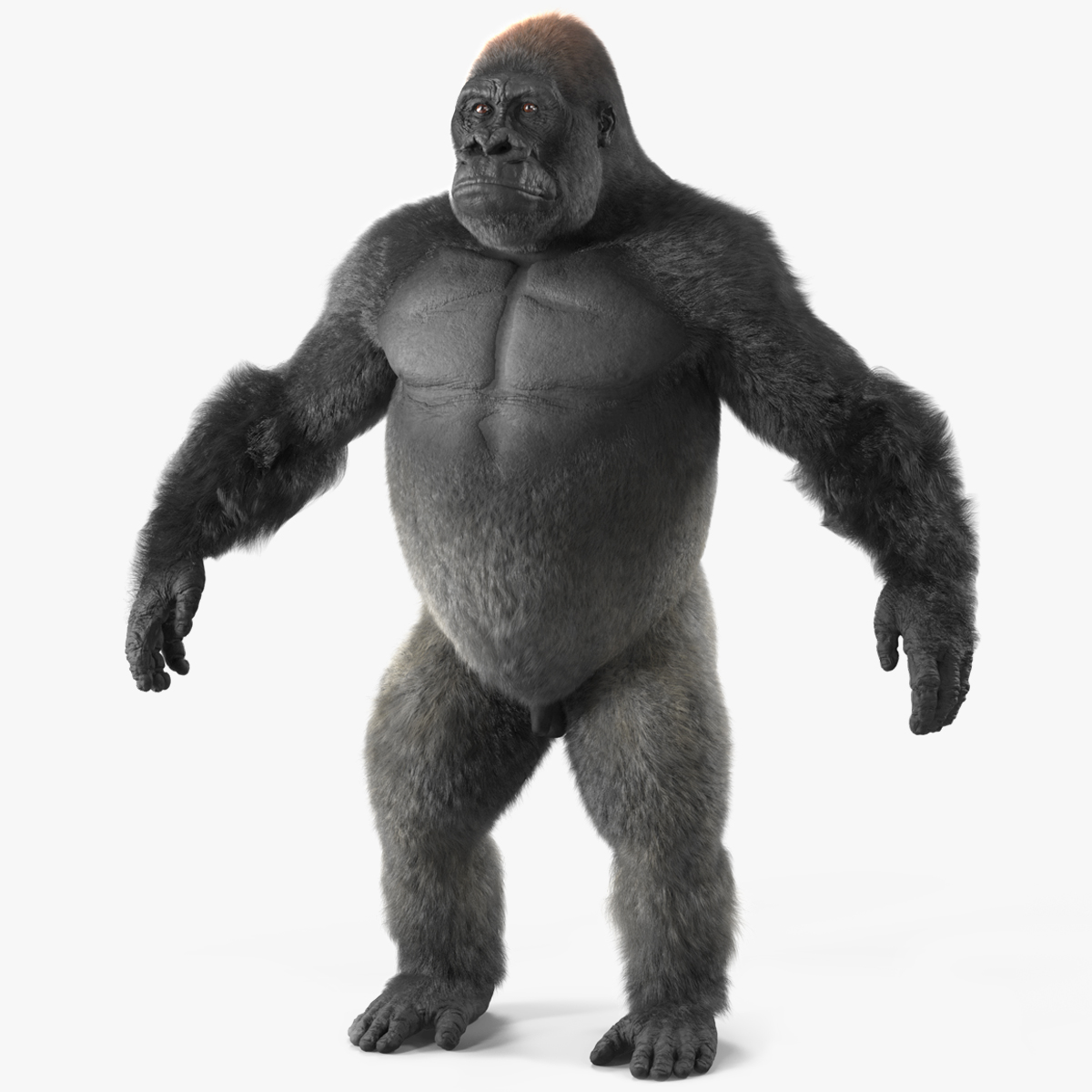 3D model Roaring Gorilla Fur Animated Rigged