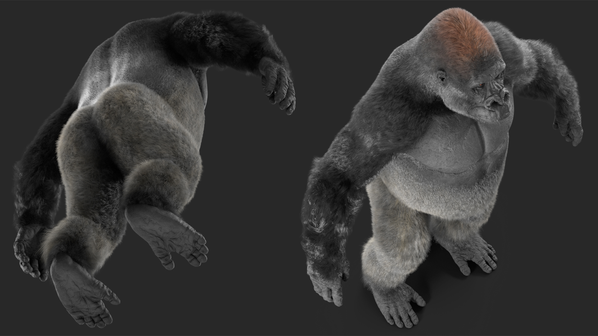 3D model Roaring Gorilla Fur Animated Rigged