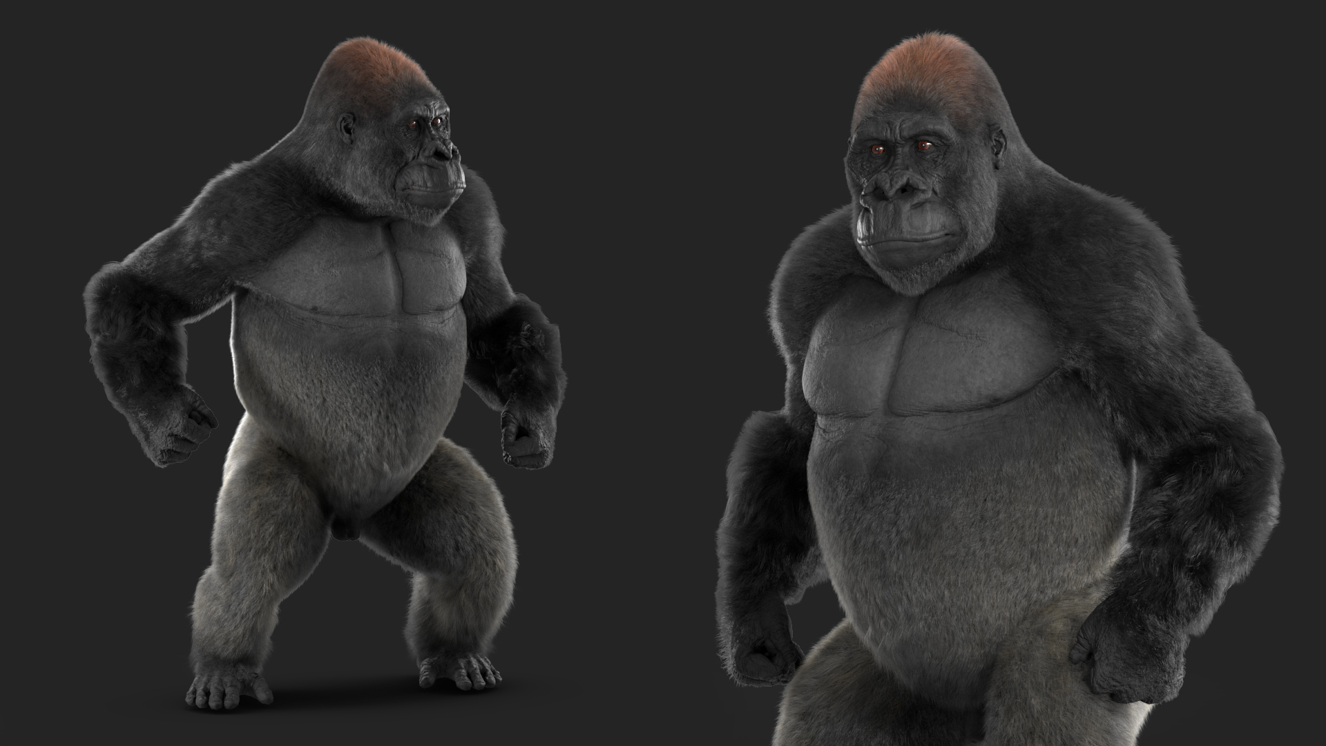 3D model Roaring Gorilla Fur Animated Rigged