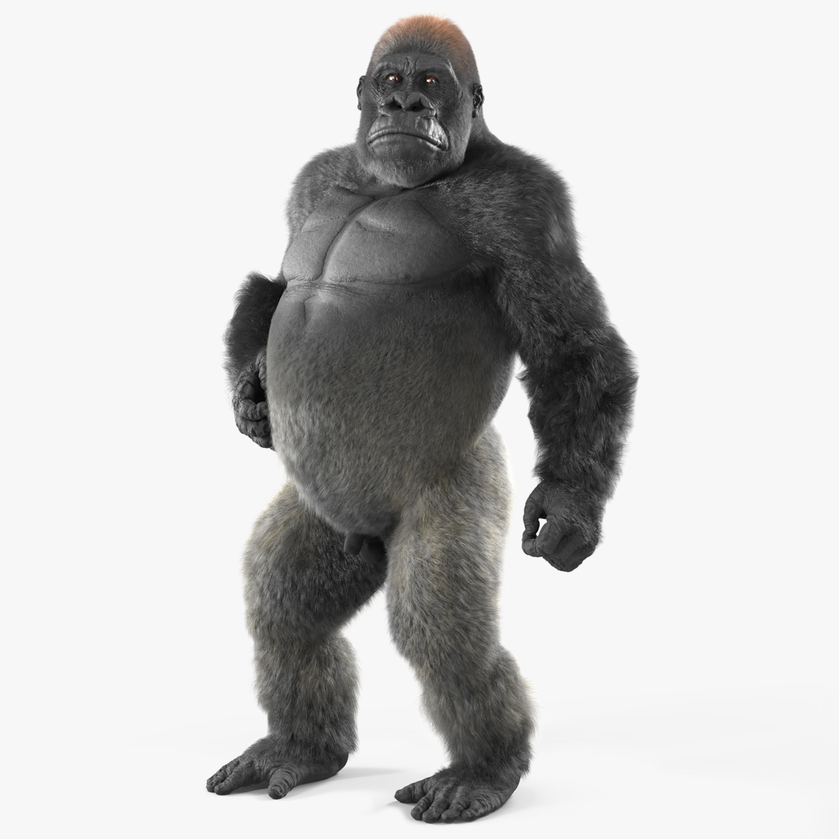 3D model Roaring Gorilla Fur Animated Rigged