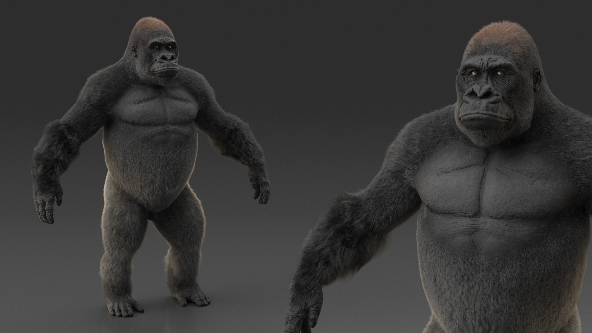 3D model Roaring Gorilla Fur Animated Rigged