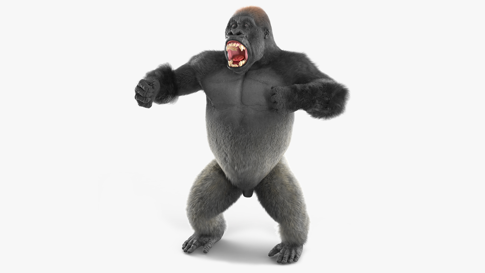 3D model Roaring Gorilla Fur Animated Rigged