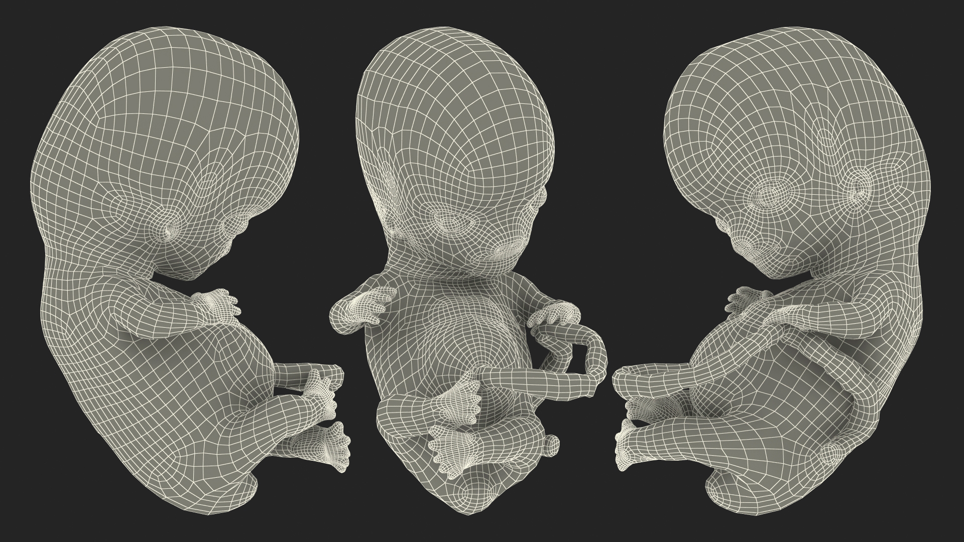 Human Embryo 8 Weeks Rigged 3D