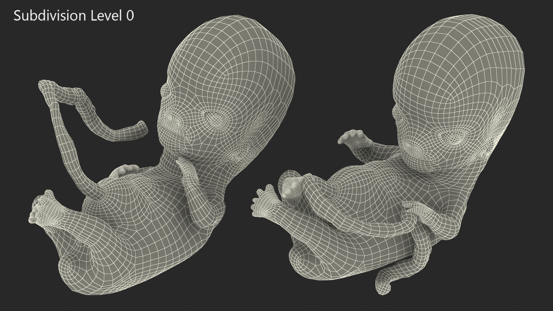 Human Embryo 8 Weeks Rigged 3D