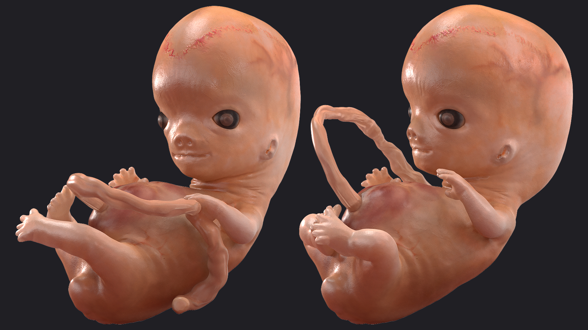 Human Embryo 8 Weeks Rigged 3D