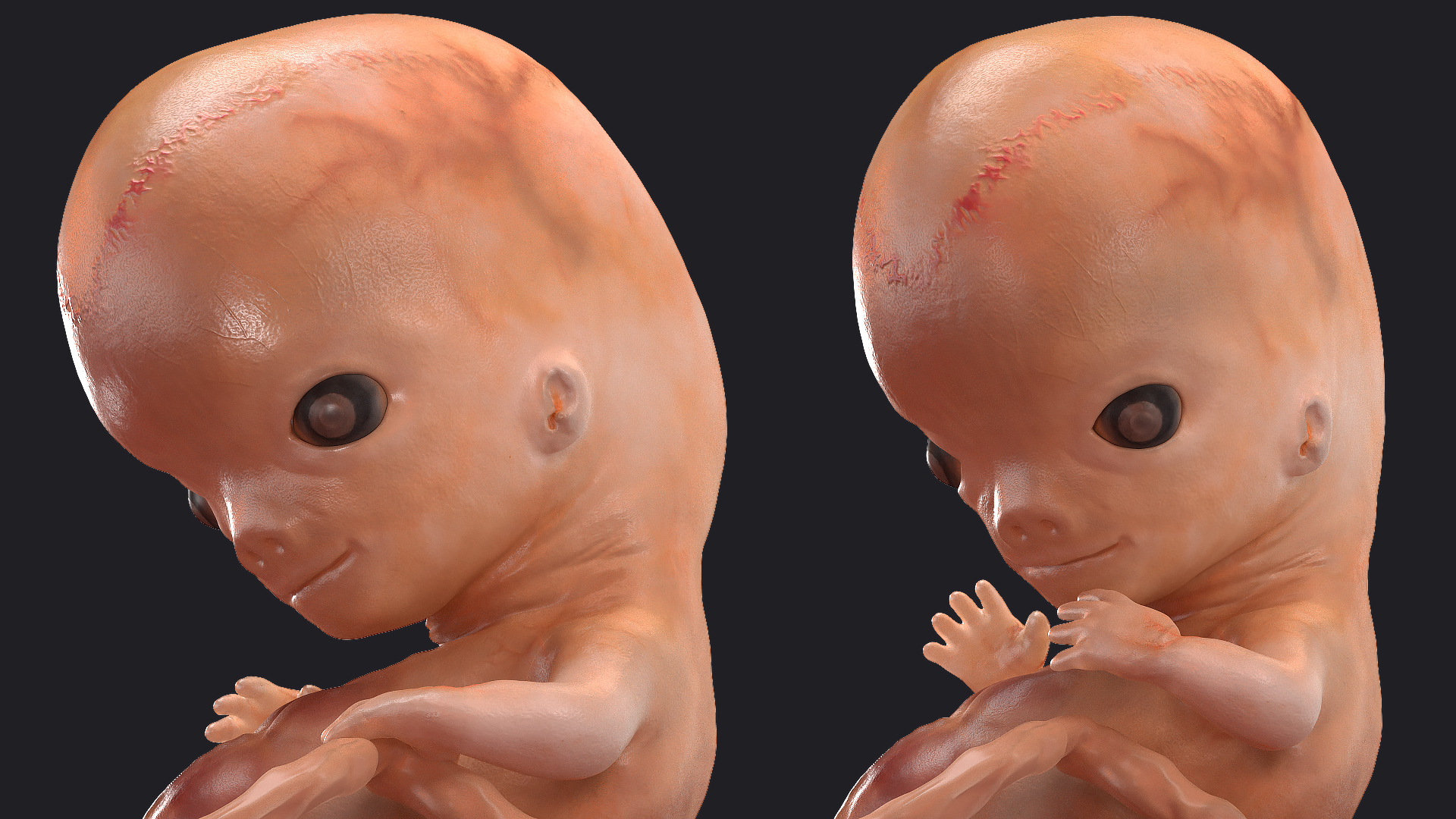 Human Embryo 8 Weeks Rigged 3D