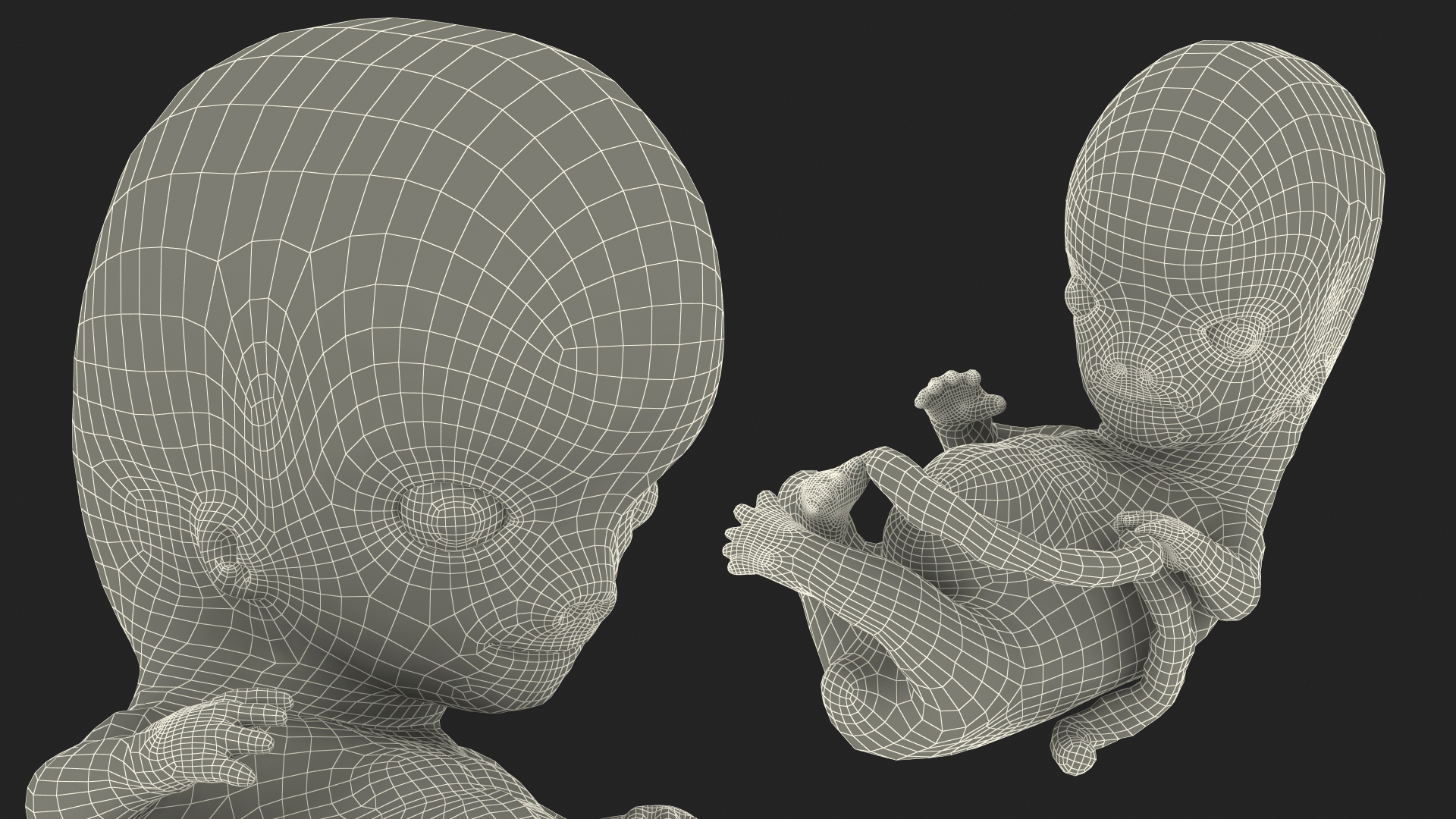 Human Embryo 8 Weeks Rigged 3D