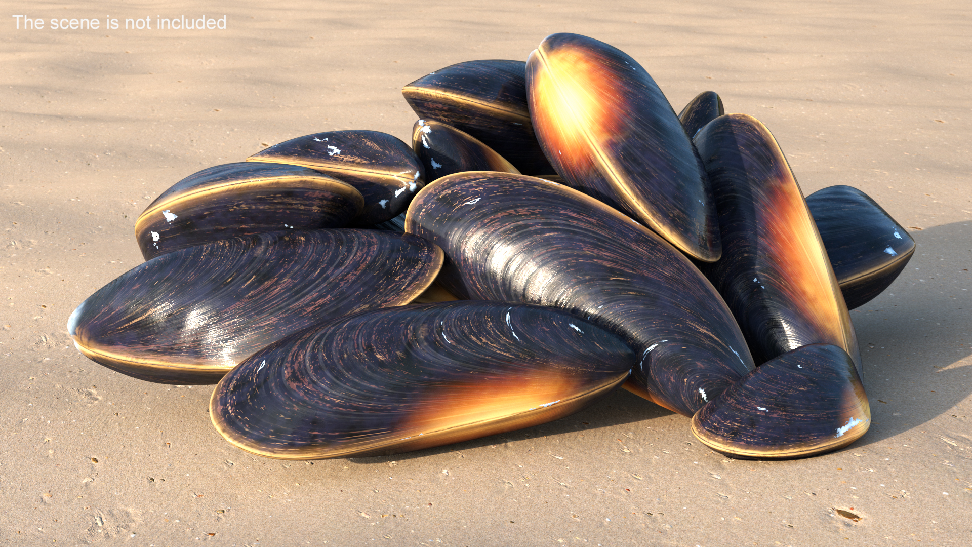 Bunch of Clams 3D model