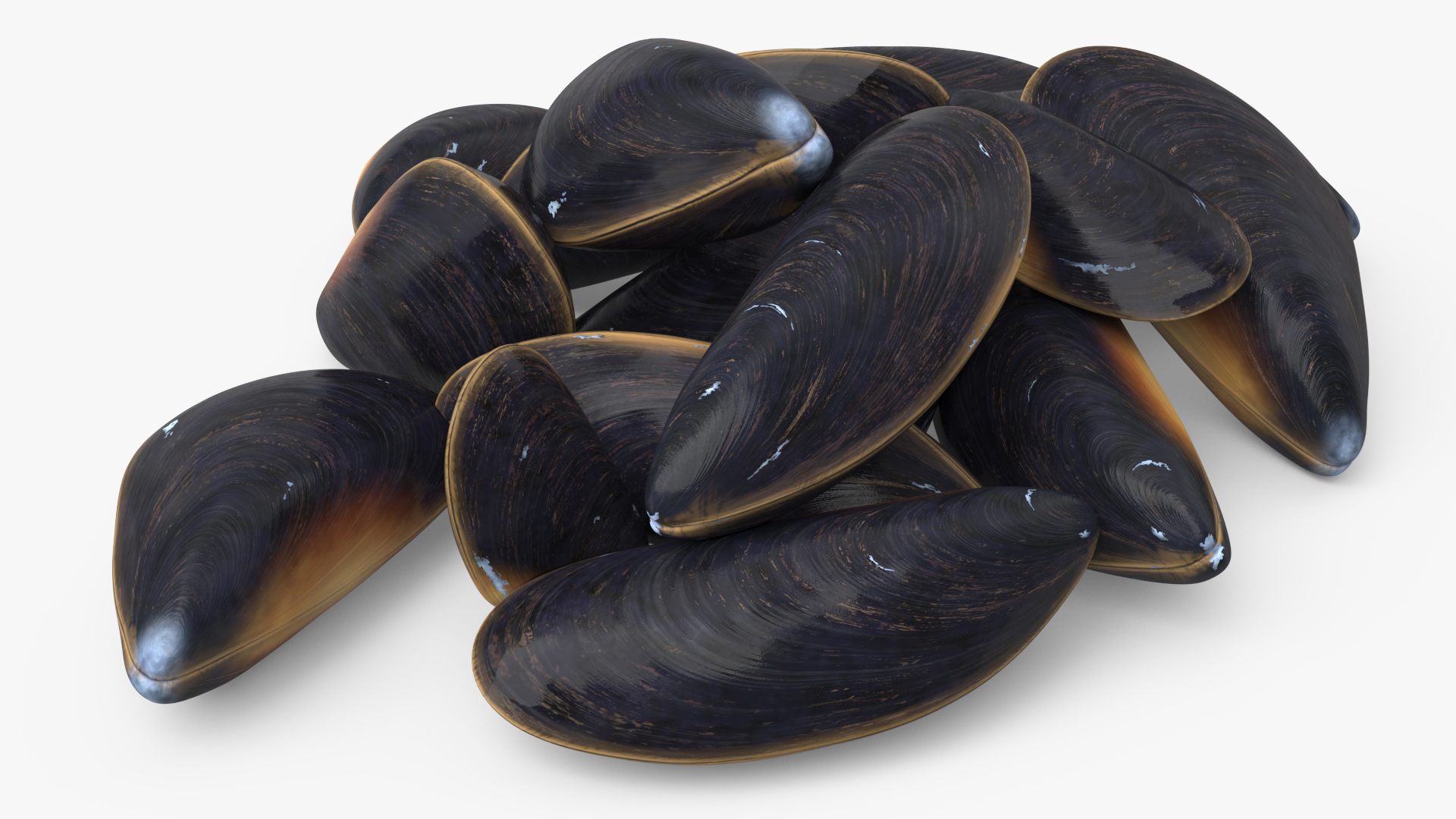 Bunch of Clams 3D model