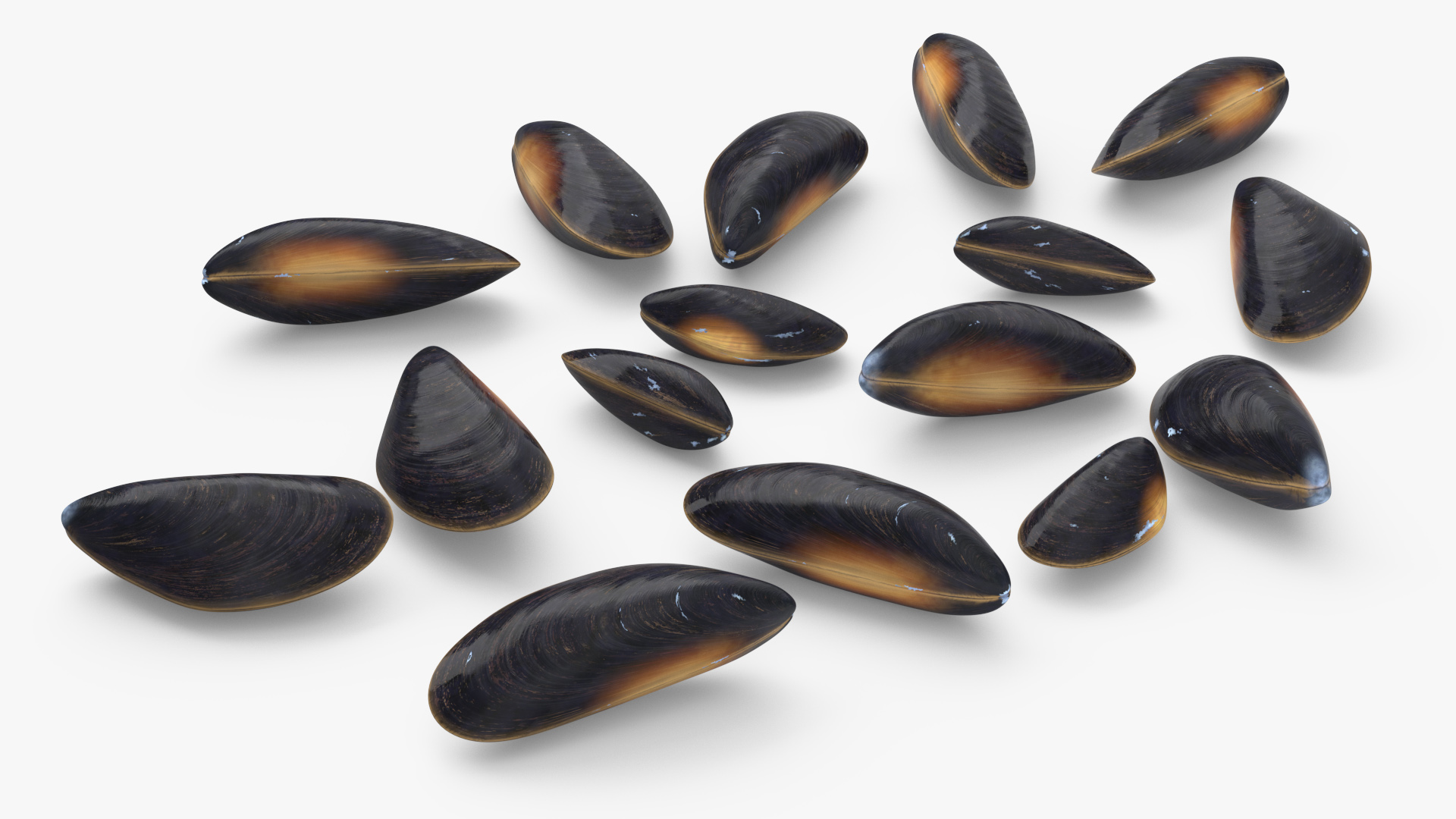 Bunch of Clams 3D model