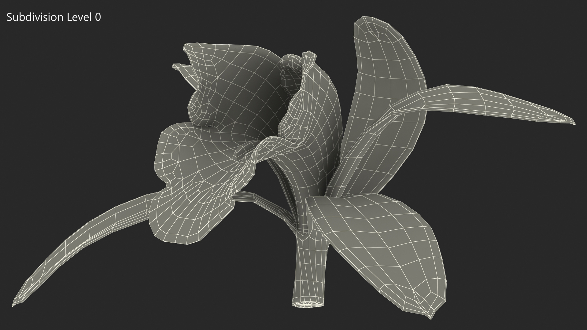 Orchid Flower Yellow Fur 3D model