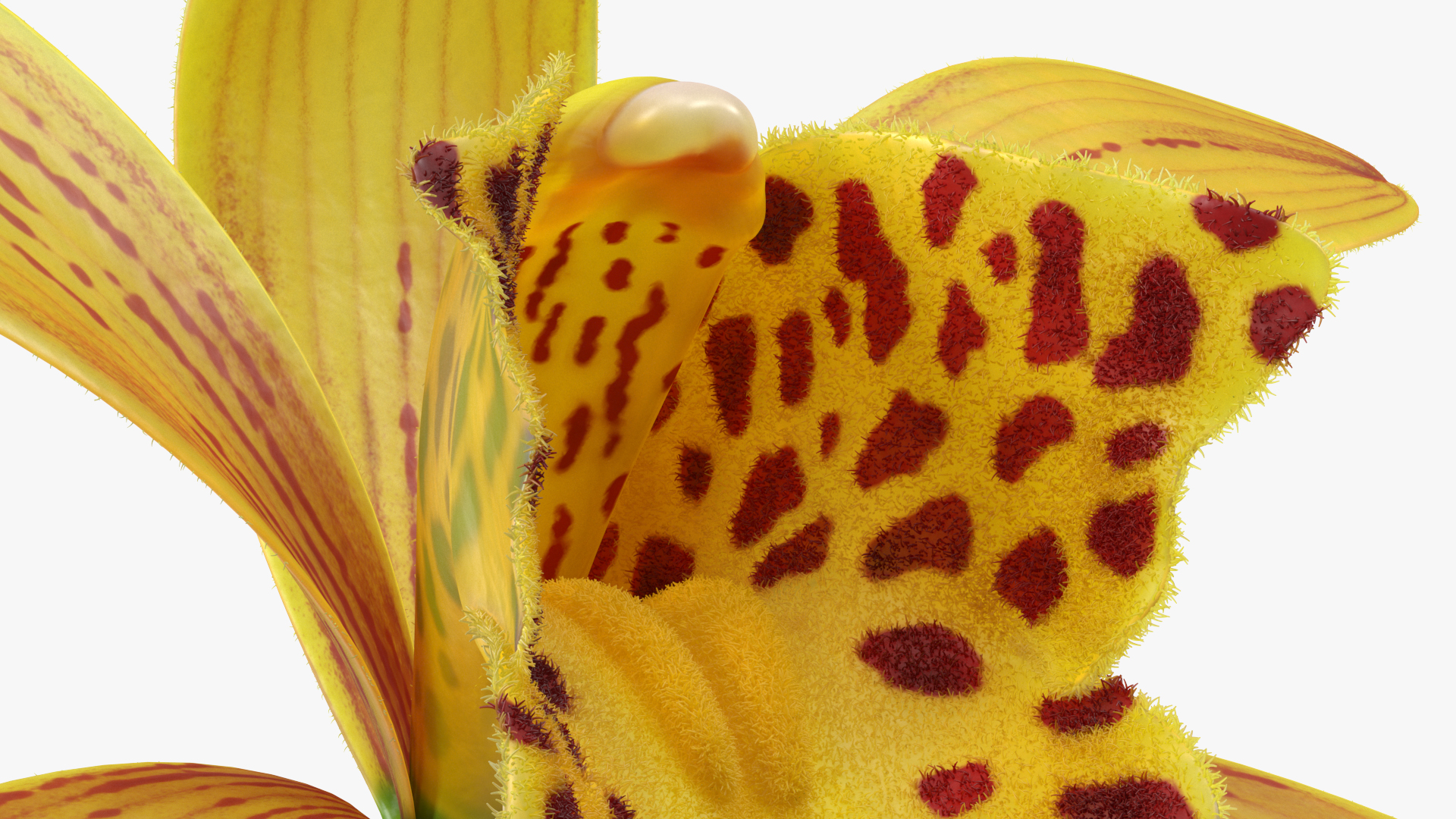 Orchid Flower Yellow Fur 3D model