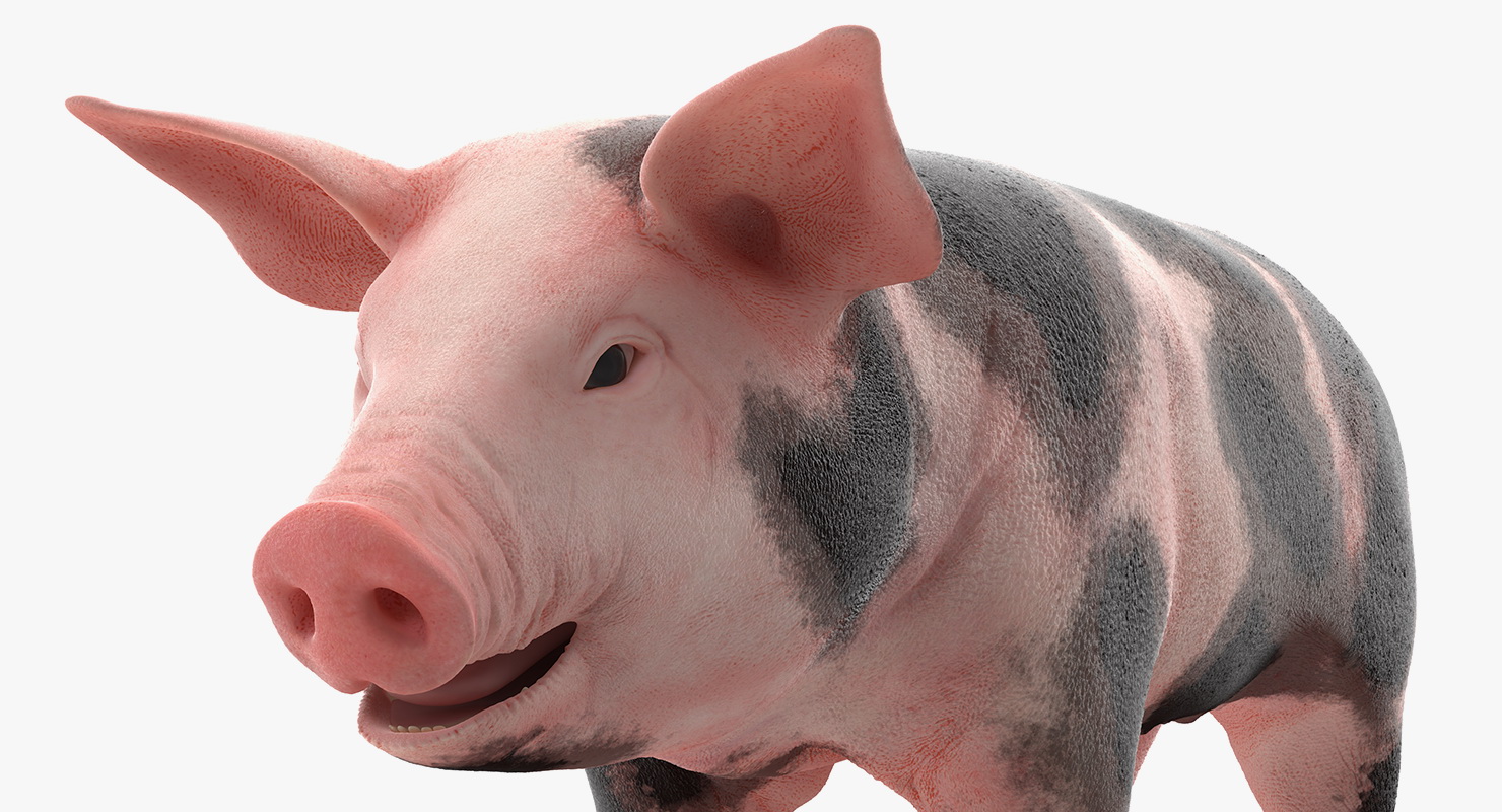 3D Pig Piglet Pietrain Rigged