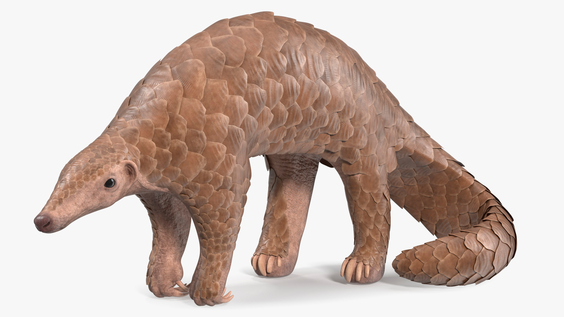 Pangolin Rigged for Cinema 4D 3D model