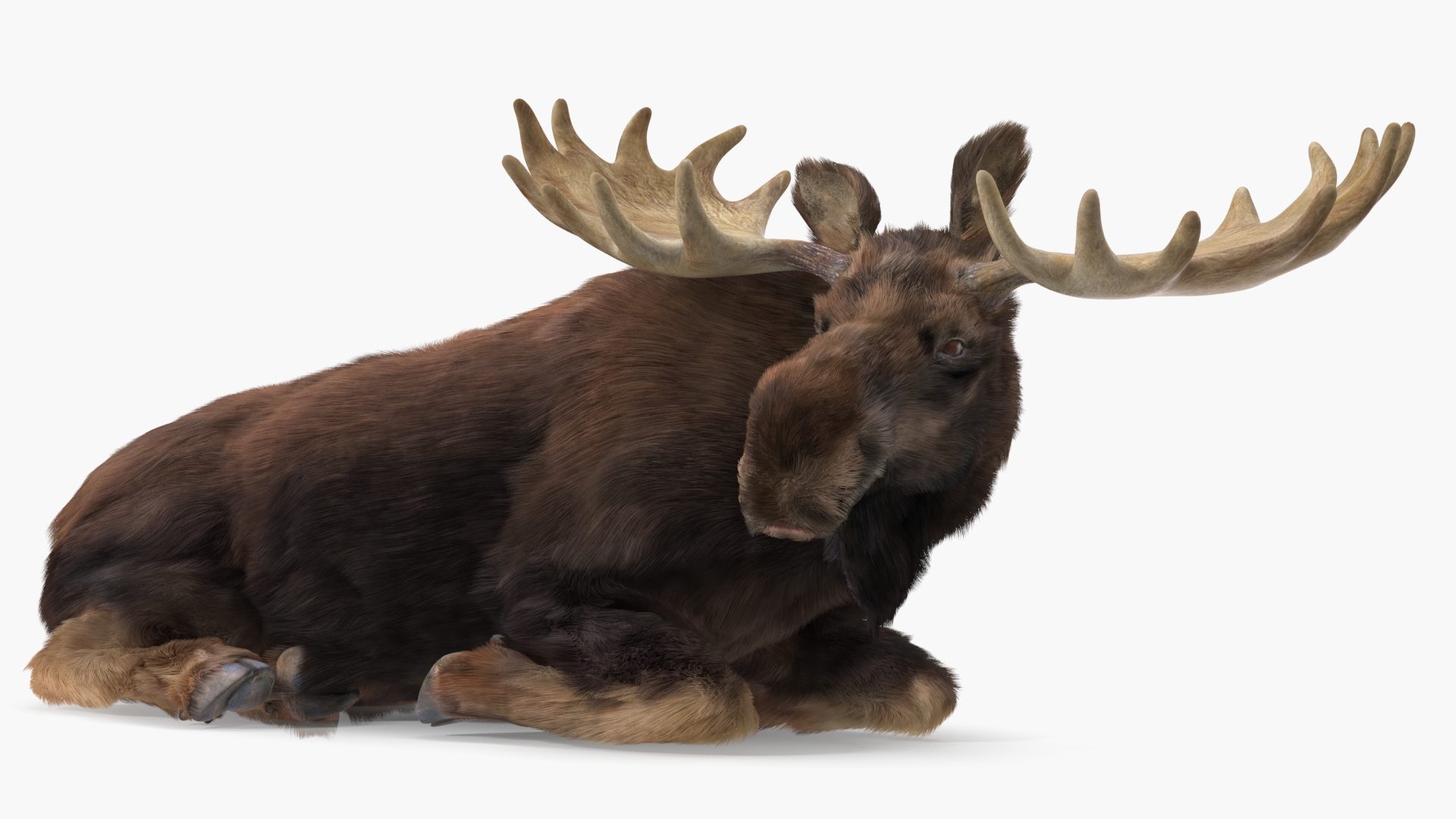 3D Moose Fur Rigged