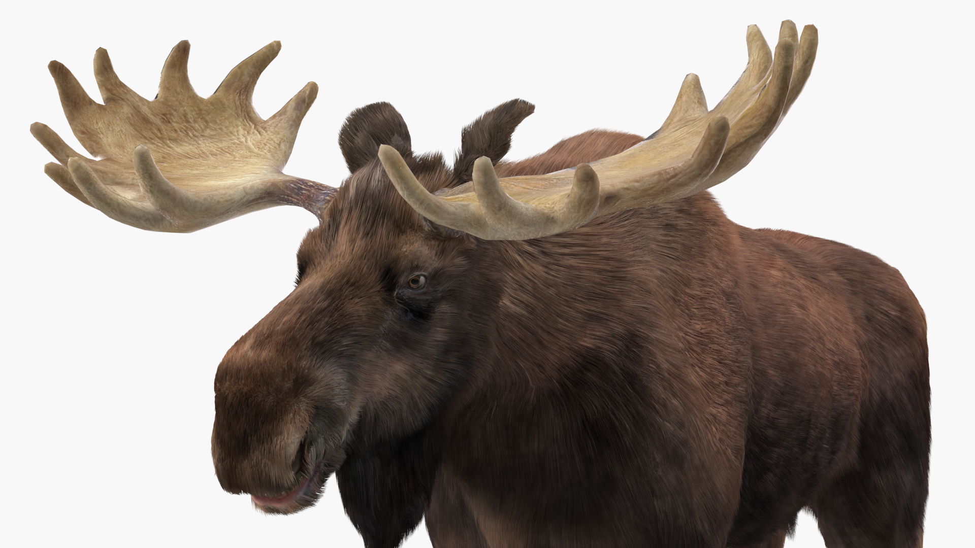 3D Moose Fur Rigged