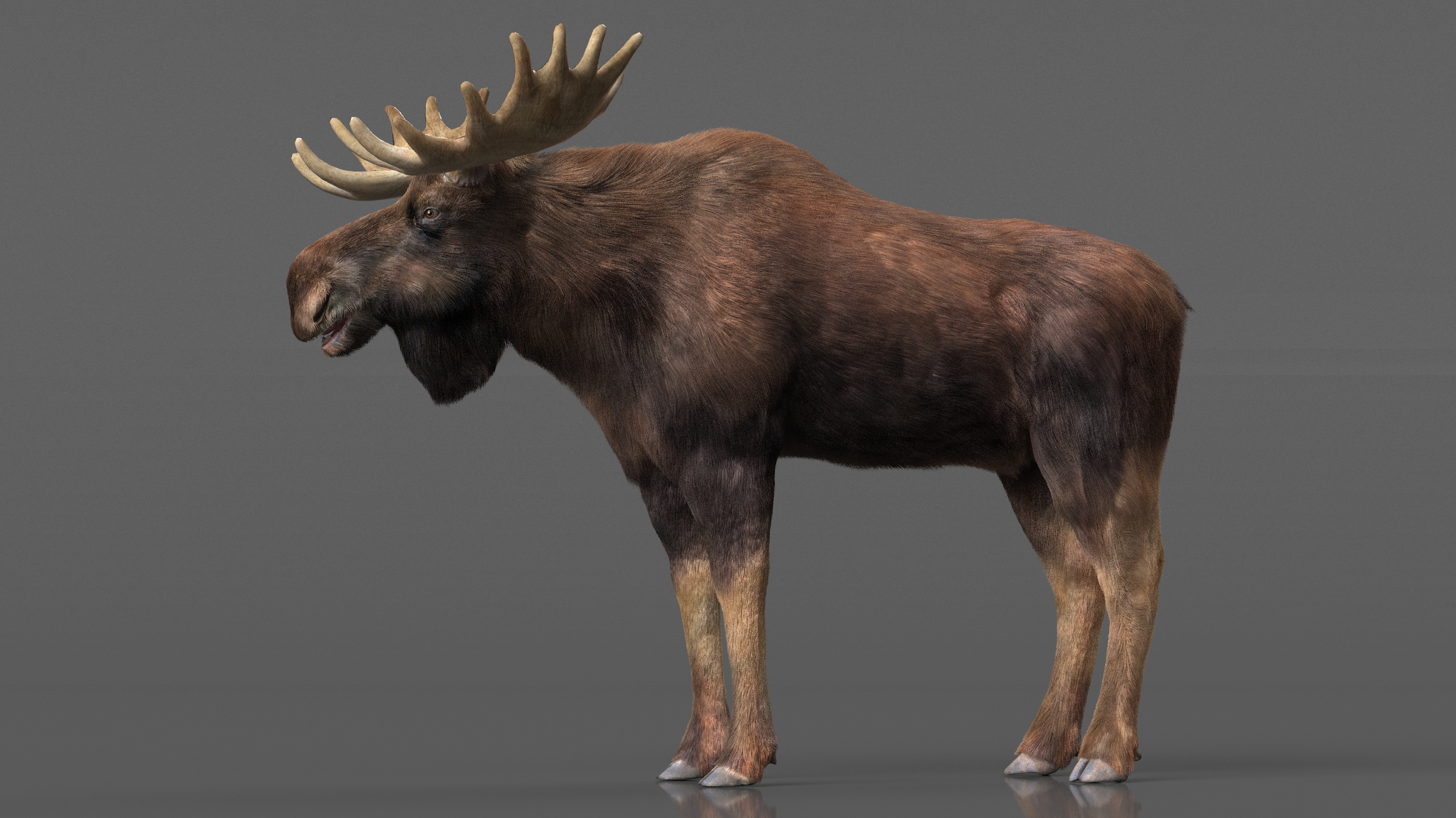 3D Moose Fur Rigged