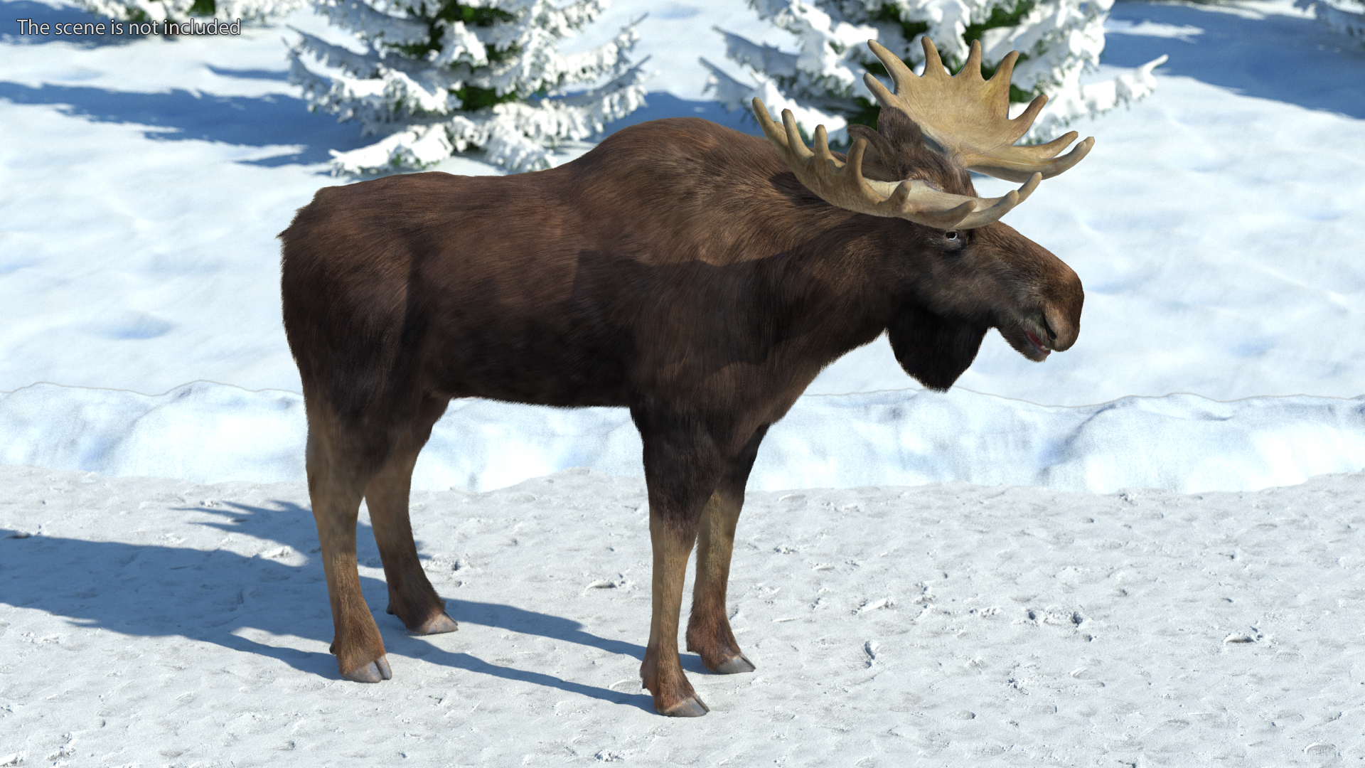 3D Moose Fur Rigged