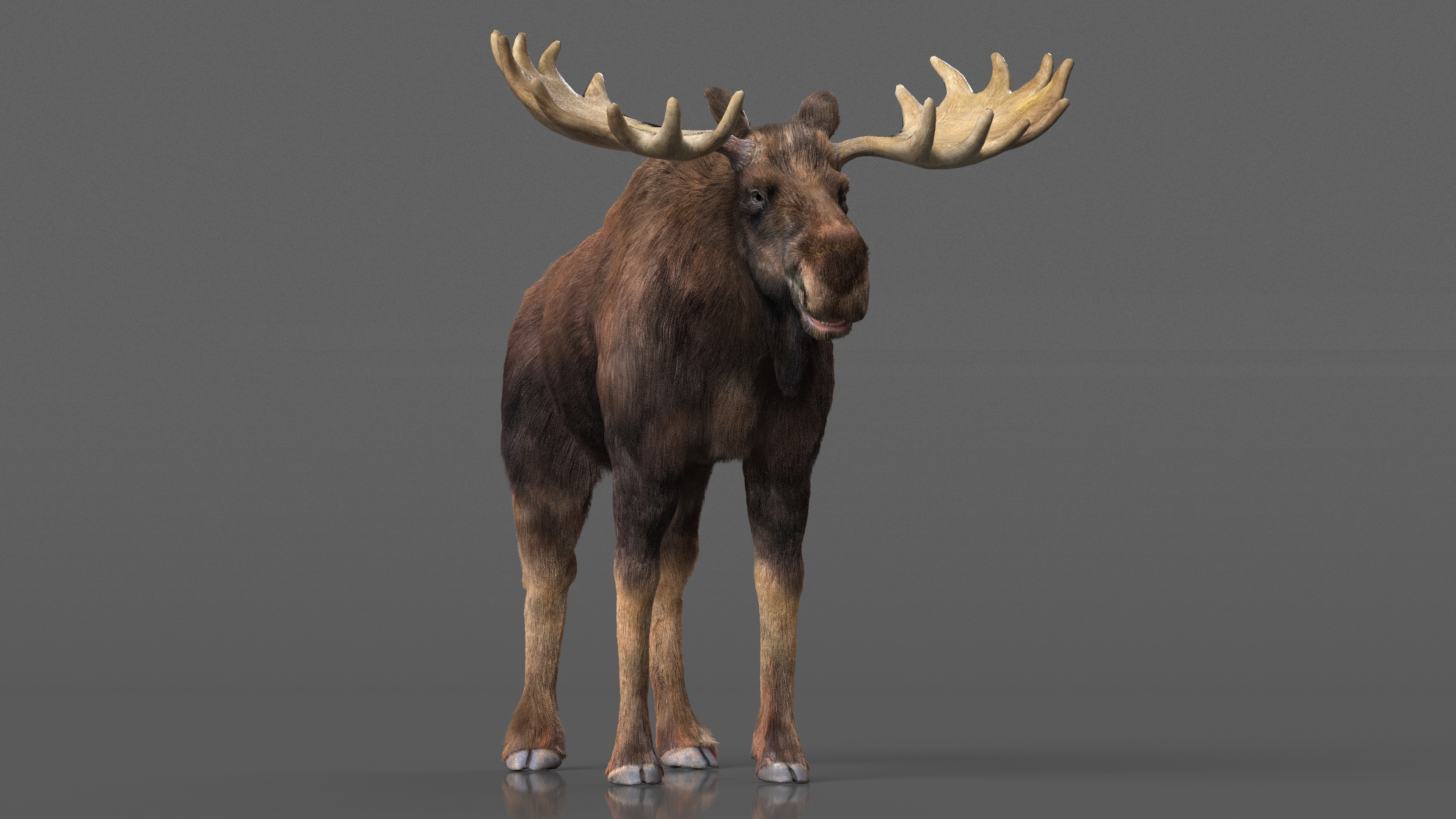 3D Moose Fur Rigged