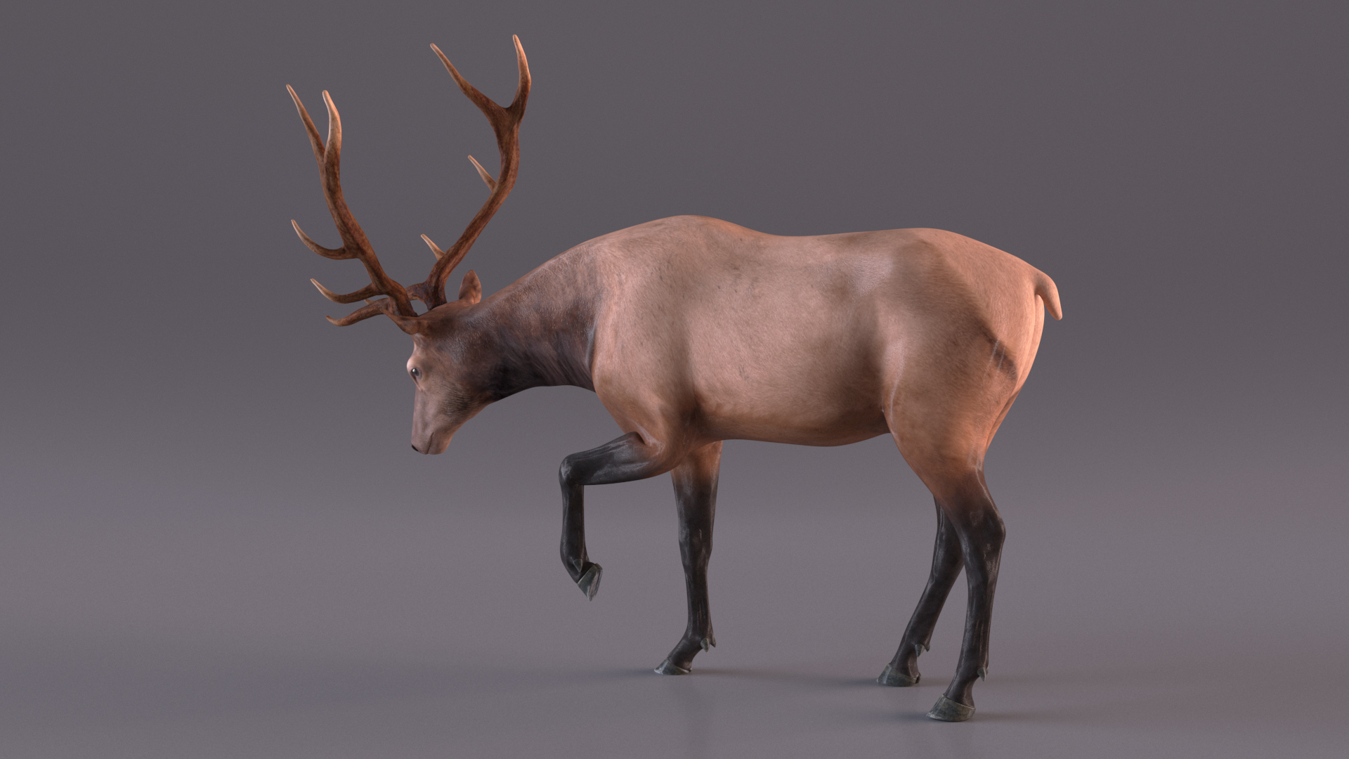 3D model Wapiti