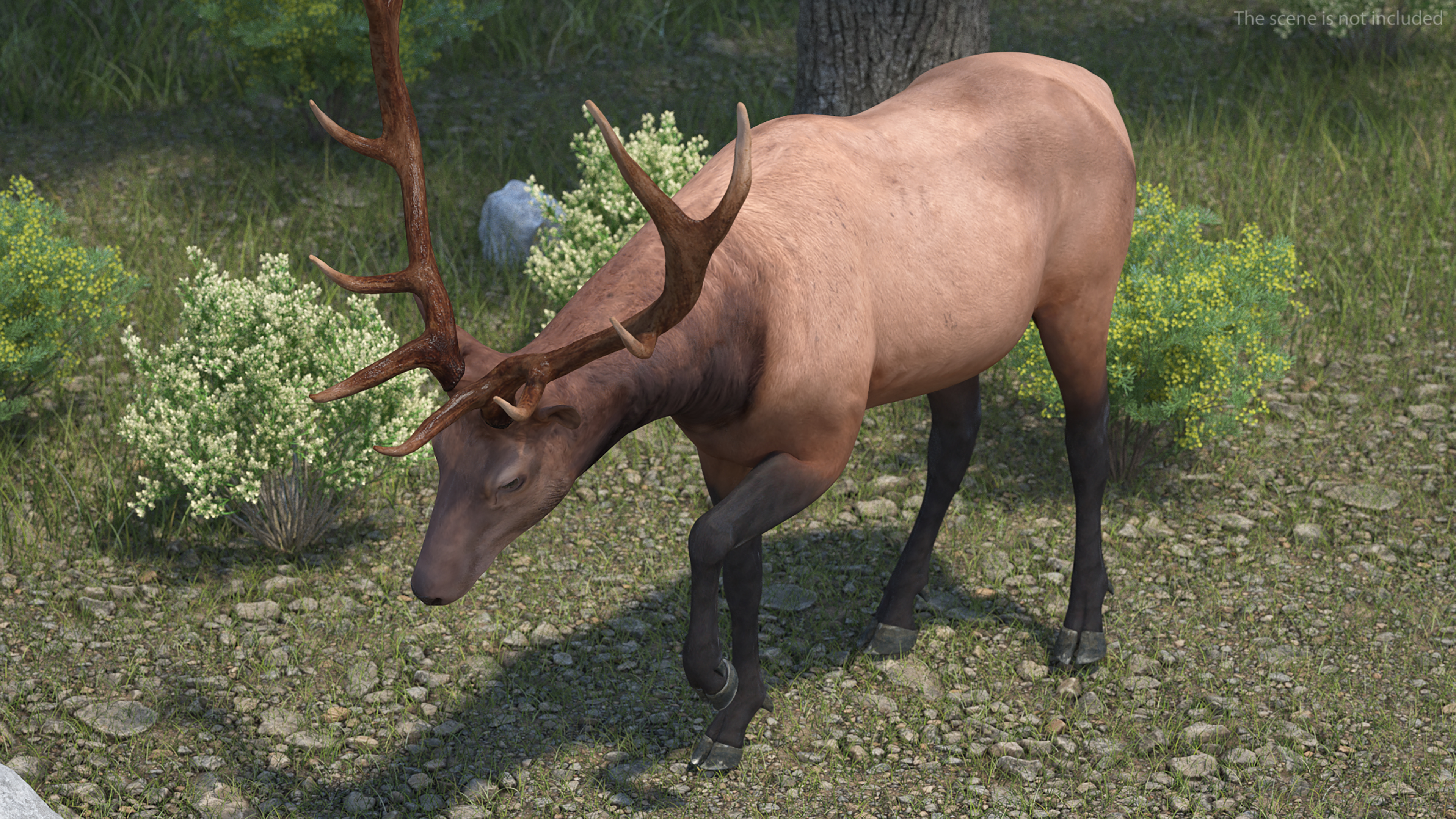 3D model Wapiti