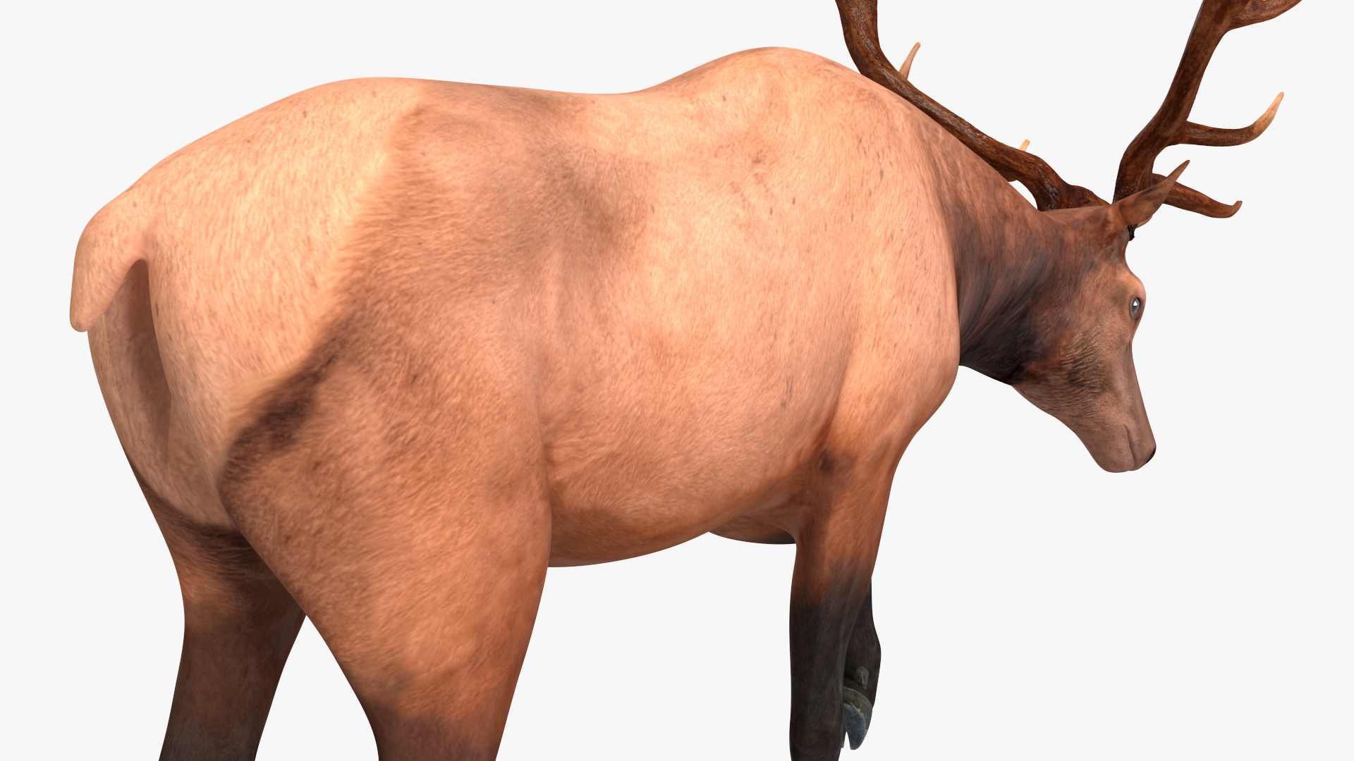 3D model Wapiti