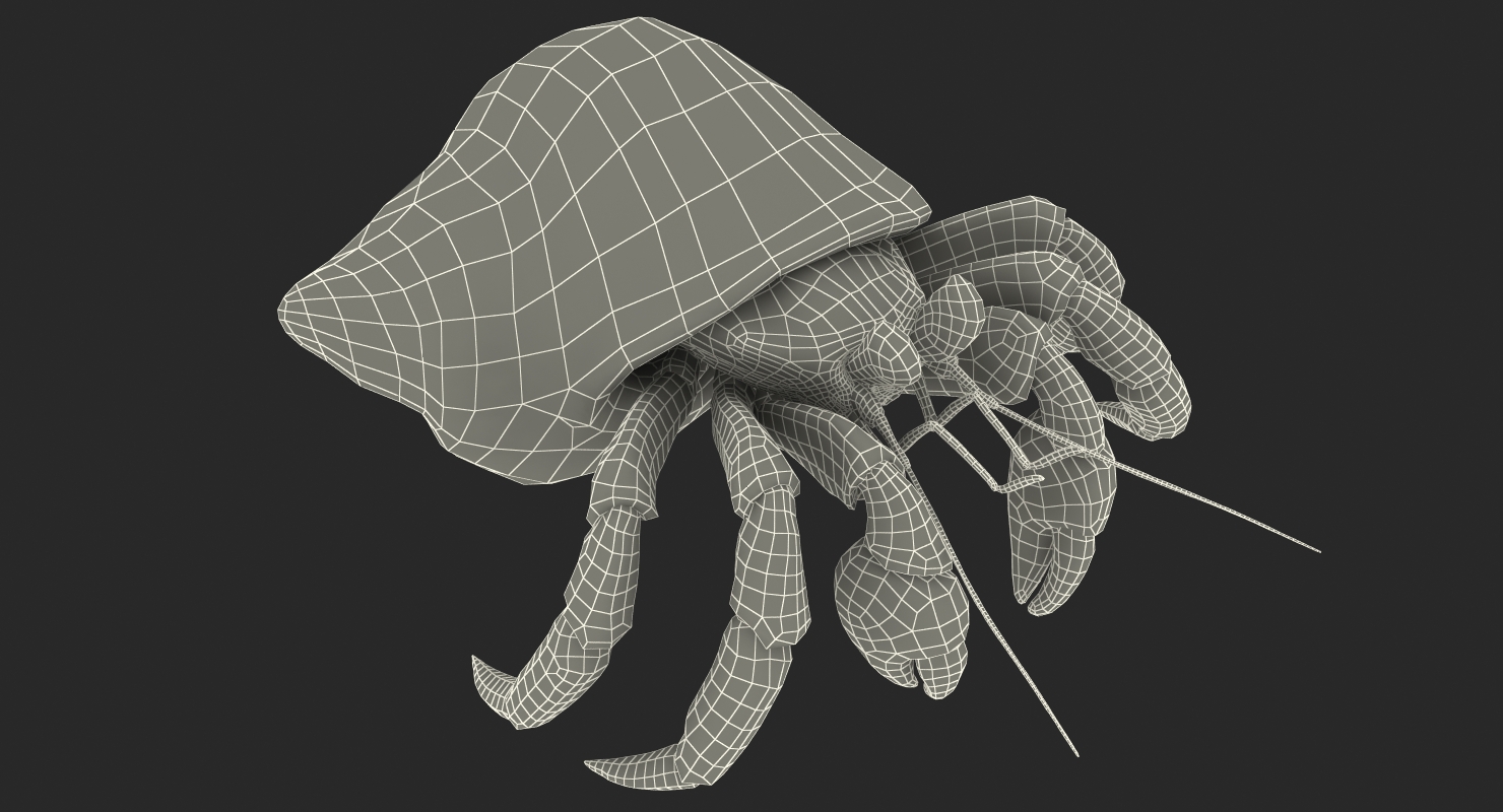 Hermit Crab Rigged with Fur 3D