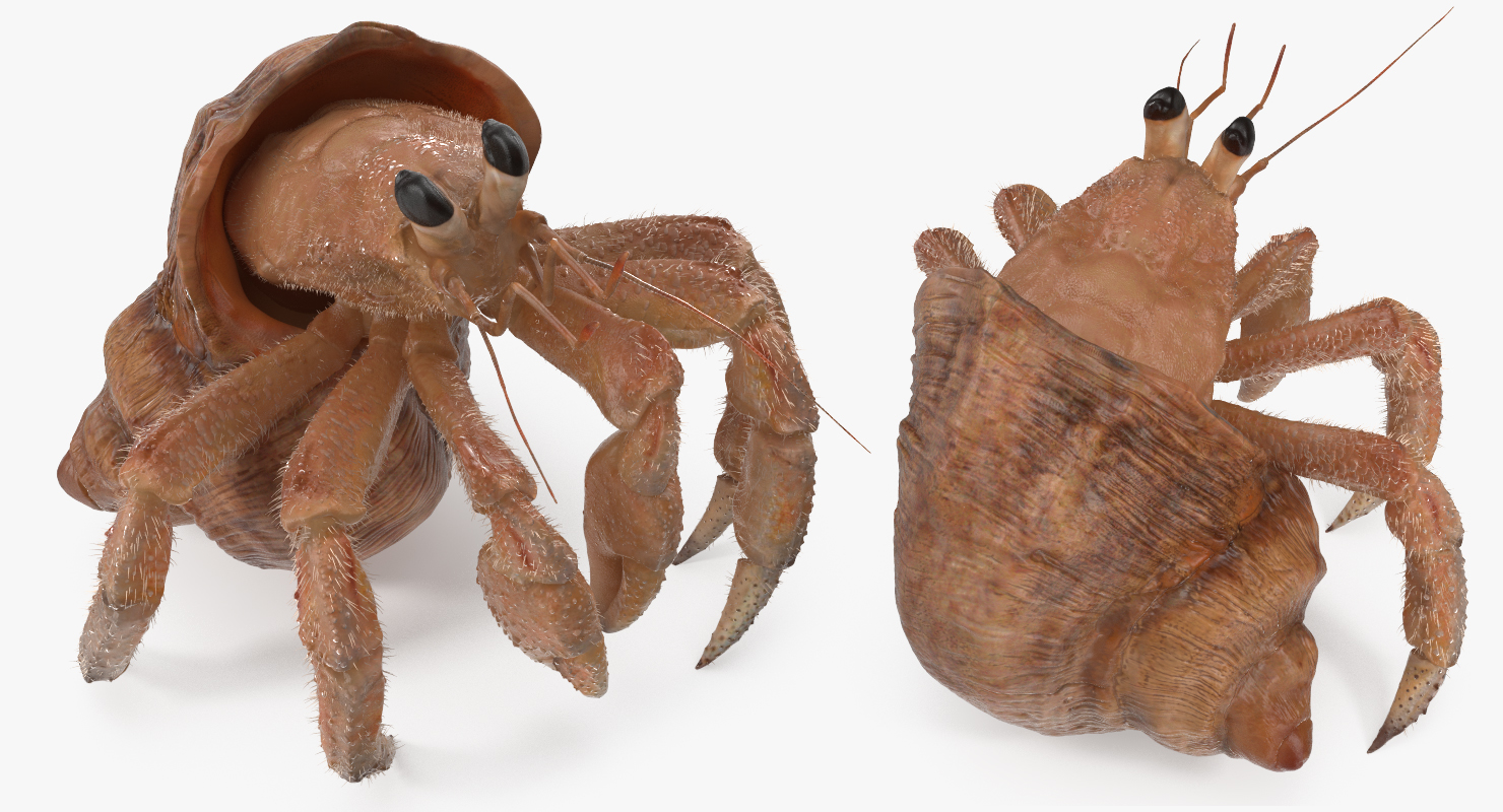 Hermit Crab Rigged with Fur 3D