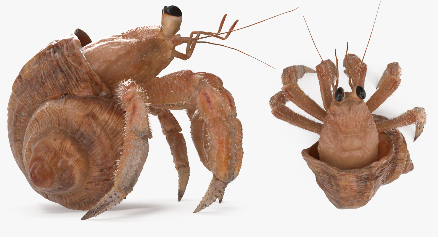 Hermit Crab Rigged with Fur 3D