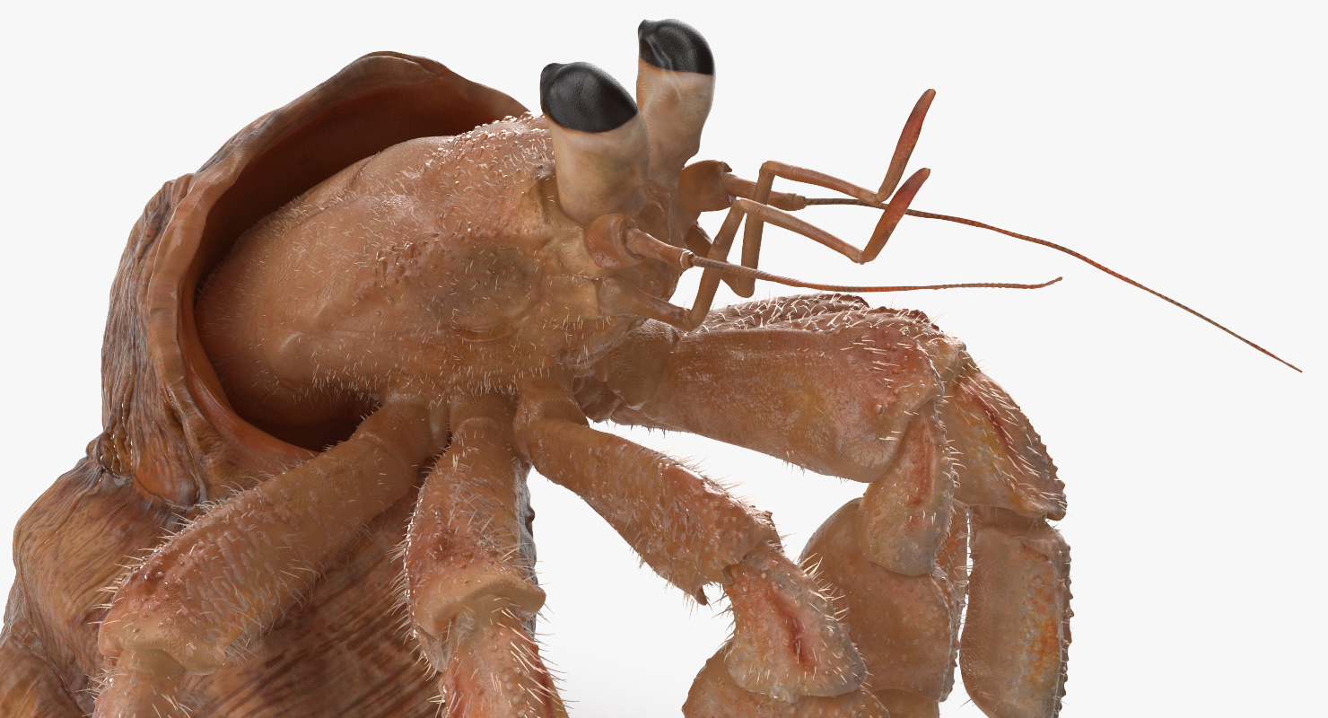 Hermit Crab Rigged with Fur 3D