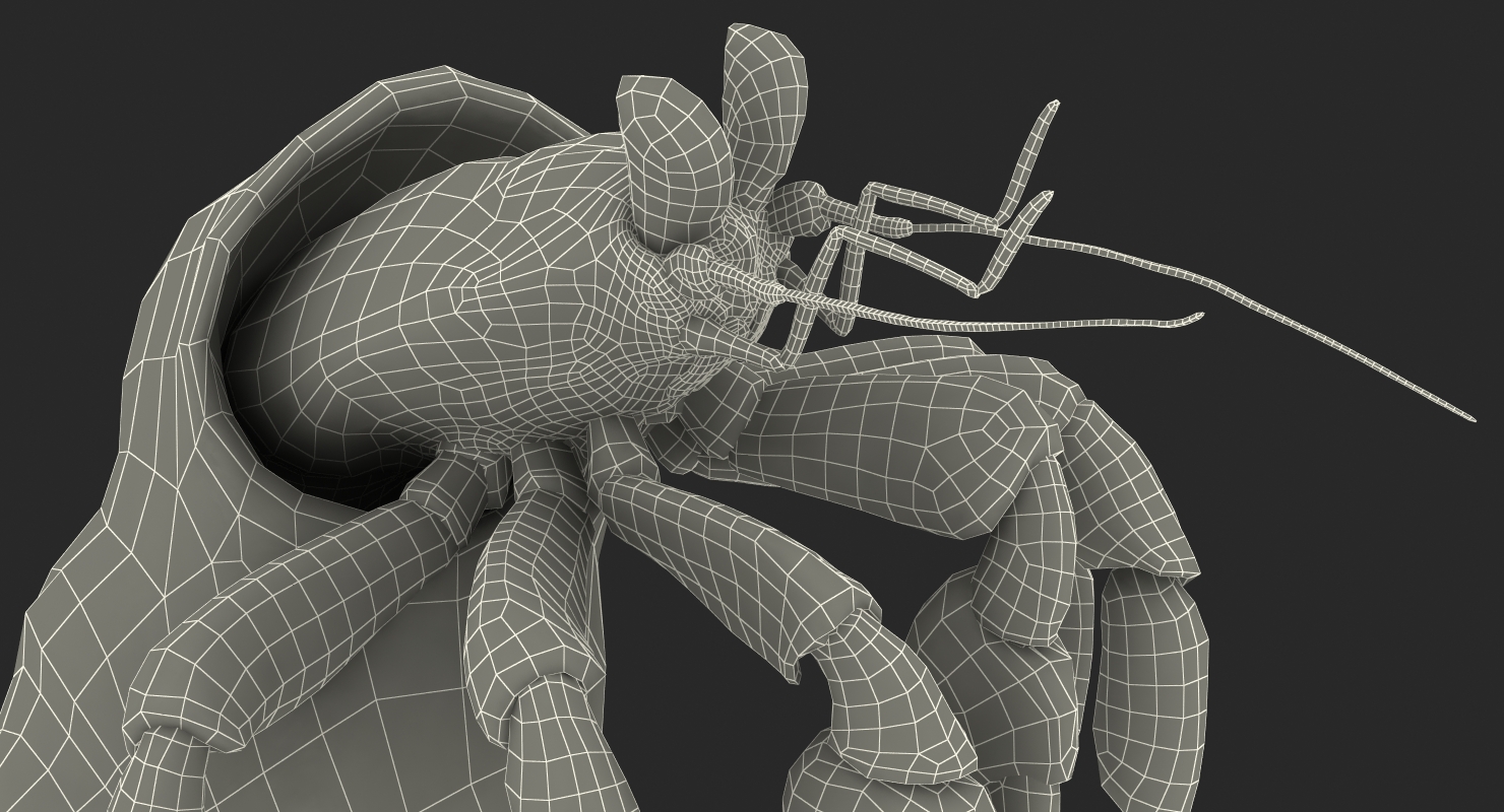 Hermit Crab Rigged with Fur 3D