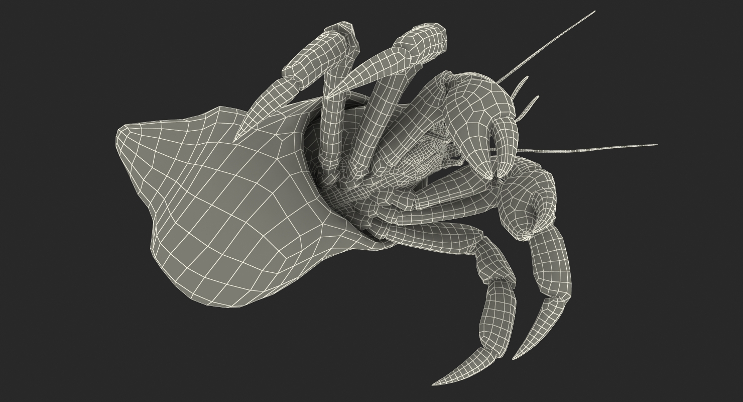 Hermit Crab Rigged with Fur 3D