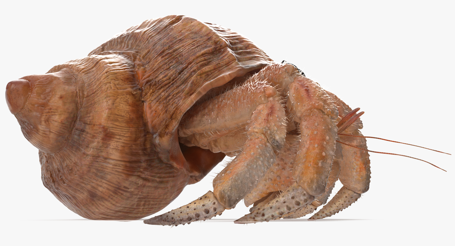 Hermit Crab Rigged with Fur 3D