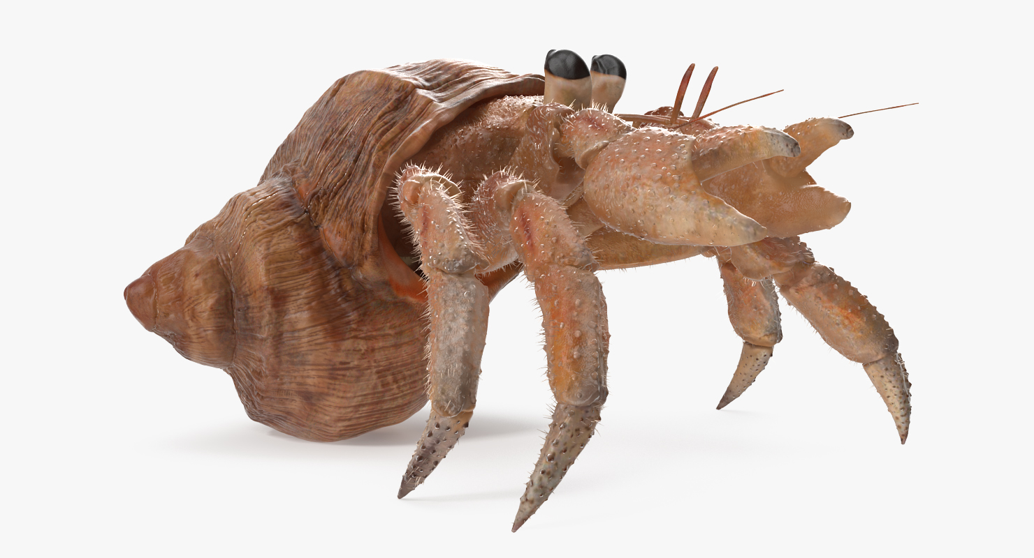 Hermit Crab Rigged with Fur 3D