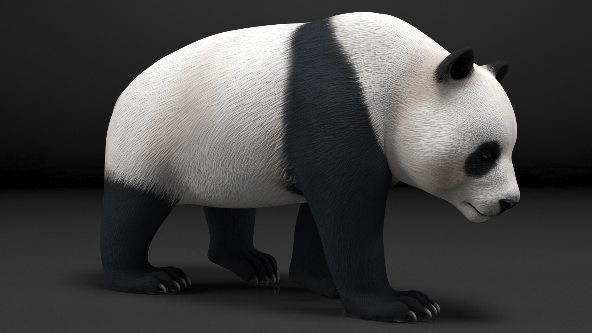 Giant Panda Walking Pose 3D model