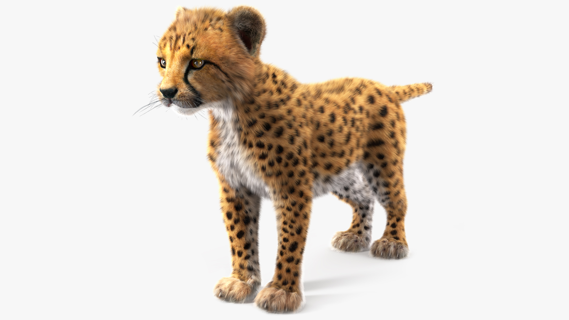 3D model Cheetah Cub Fur