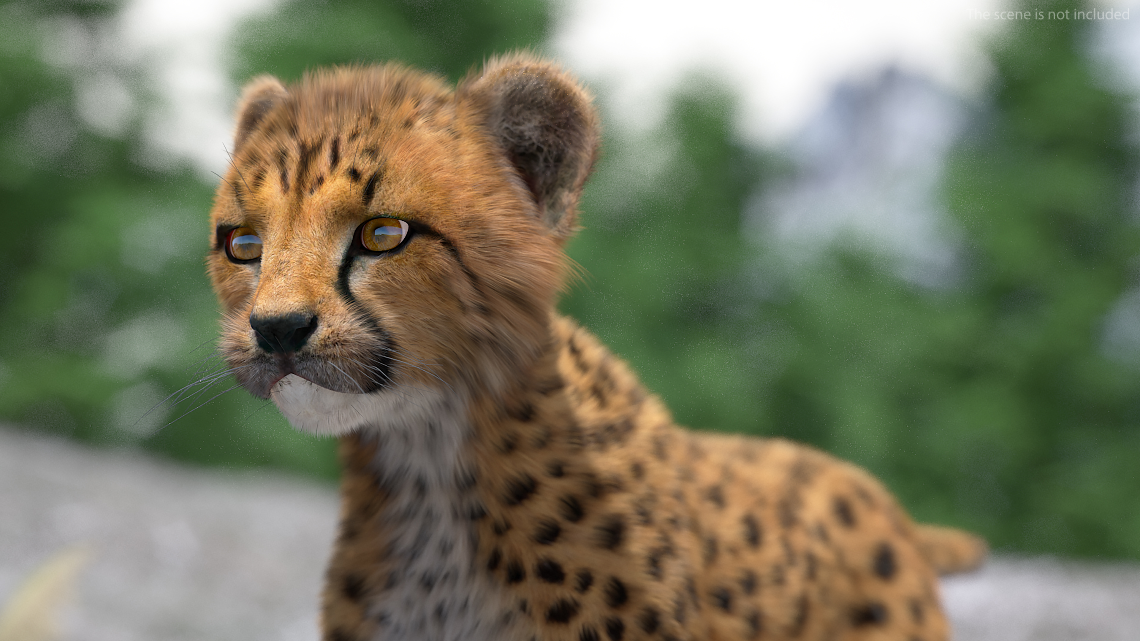 3D model Cheetah Cub Fur