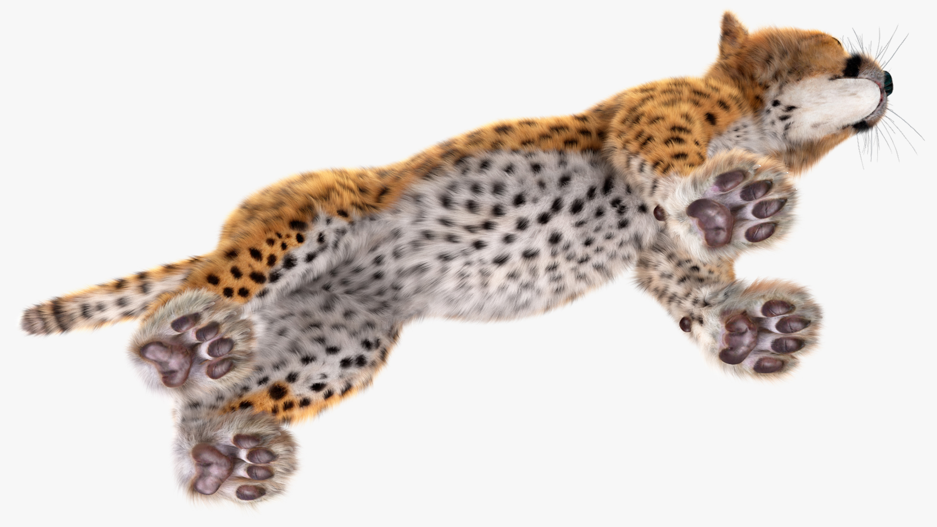 3D model Cheetah Cub Fur