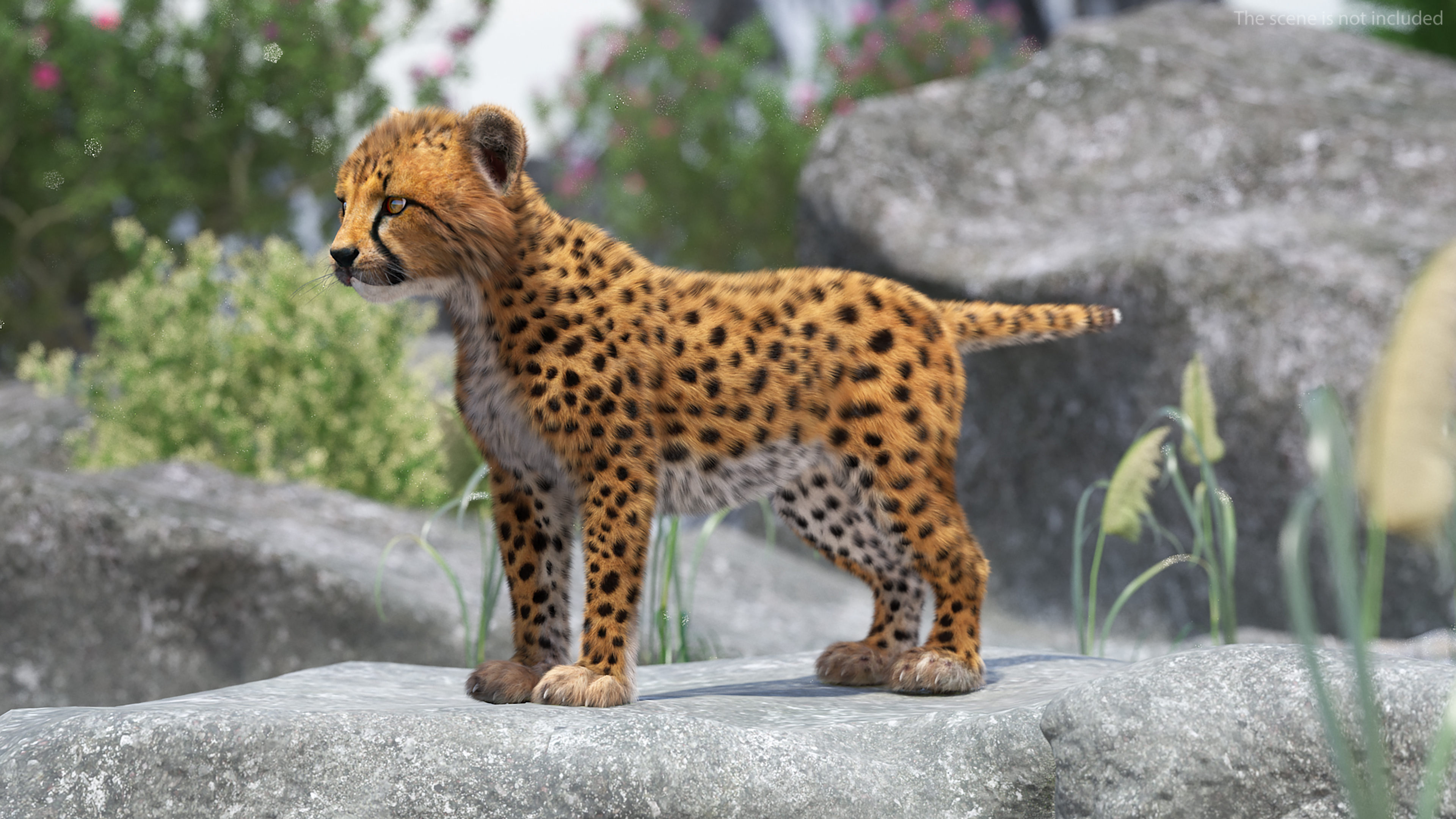 3D model Cheetah Cub Fur