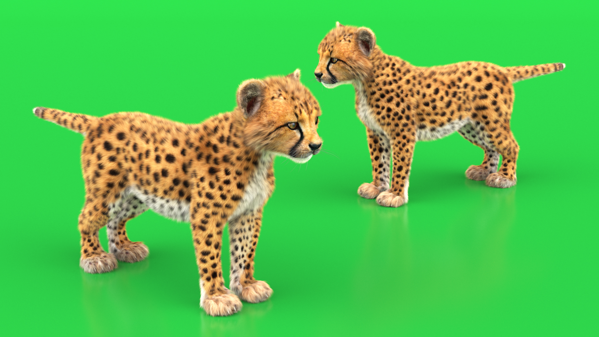 3D model Cheetah Cub Fur